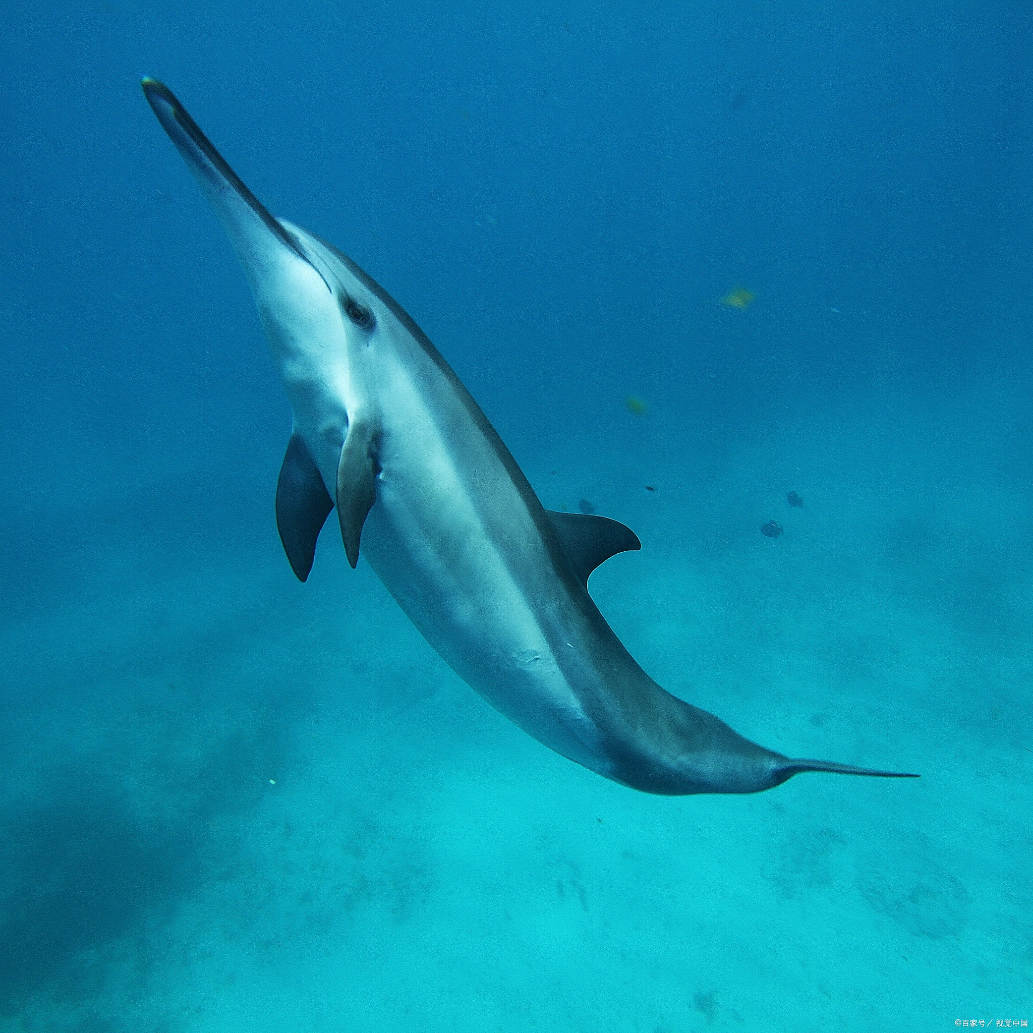 因此,科学界一致认为海豚属于哺乳纲,齿鲸小目,与其他鲸类共同构成了