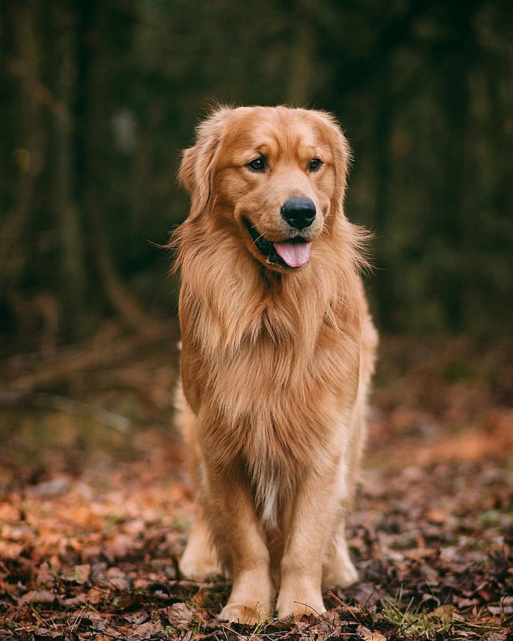 金毛和拉布拉多都是受欢迎的宠物犬种,体型,毛发,性格和训练需求等