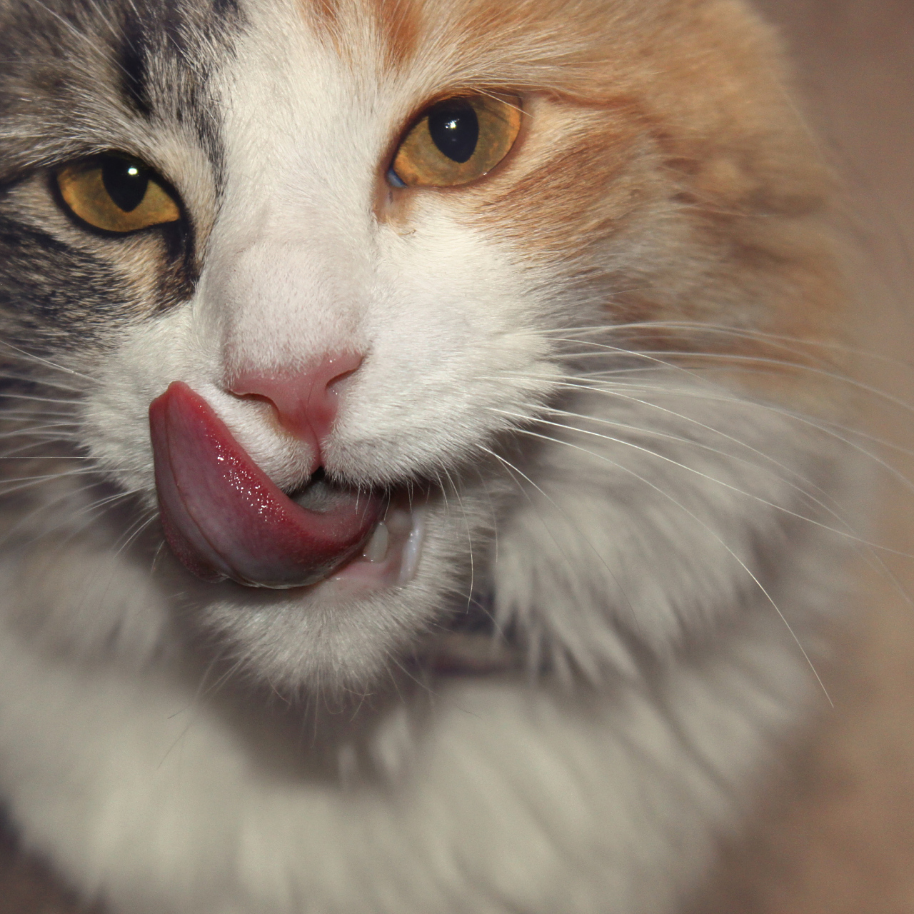 11566温度过高,猫咪流口水是为了散热.