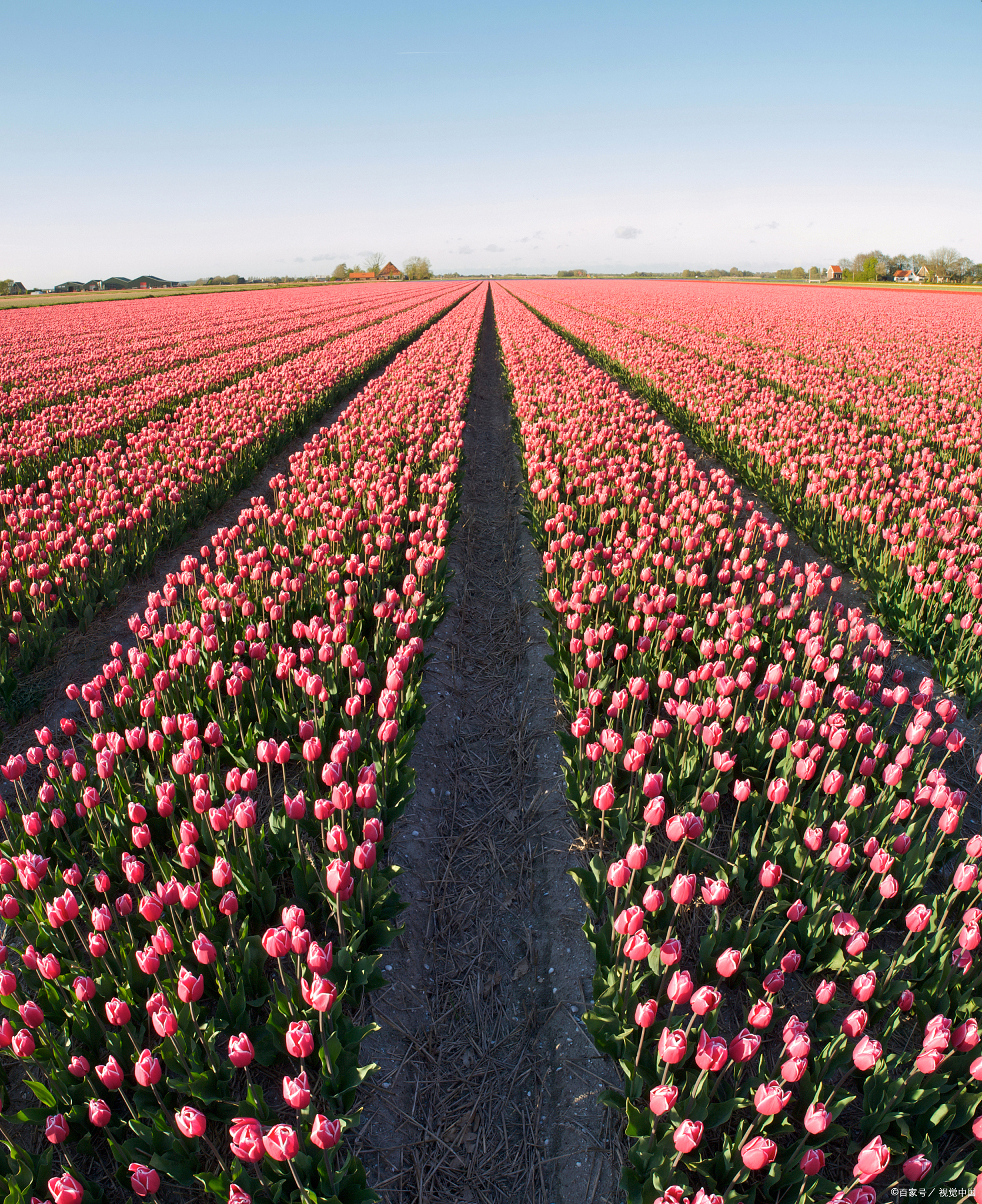 跨年创作挑战赛# 斯卡吉特郁金香花田位于华盛顿,让