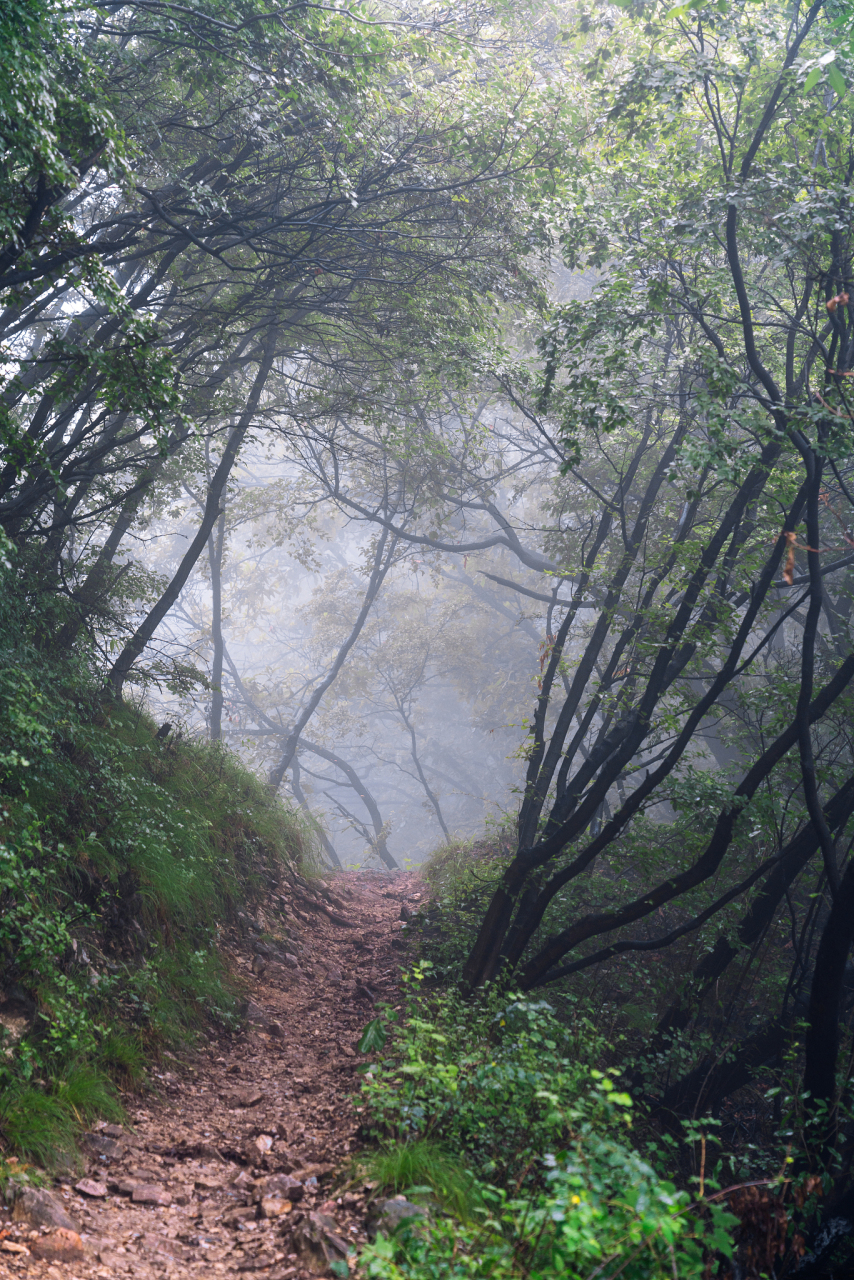 雨后山林图片