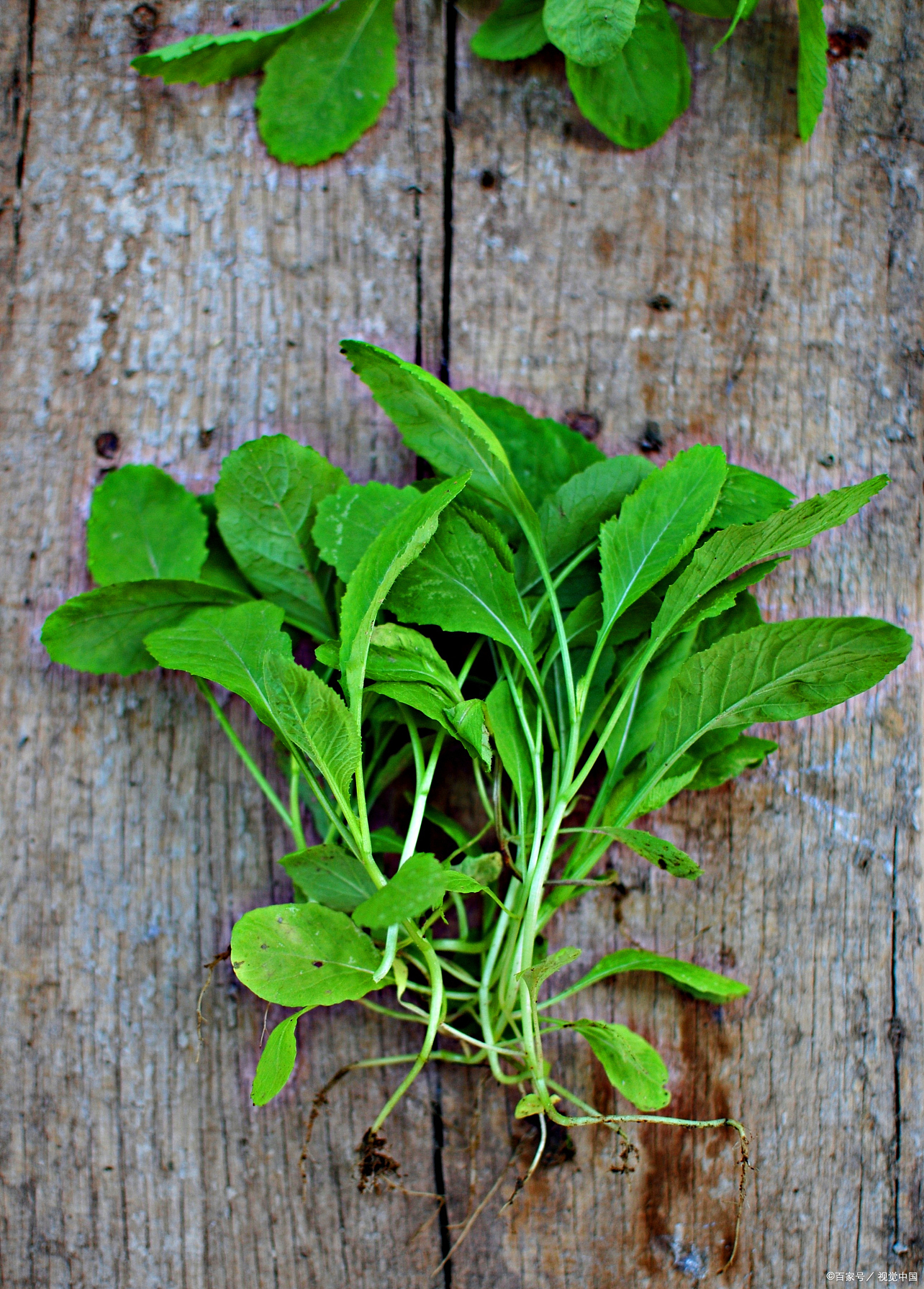 车前草种植栽培技术车前草是一种常见的草药,具有清热解毒,利尿消肿等