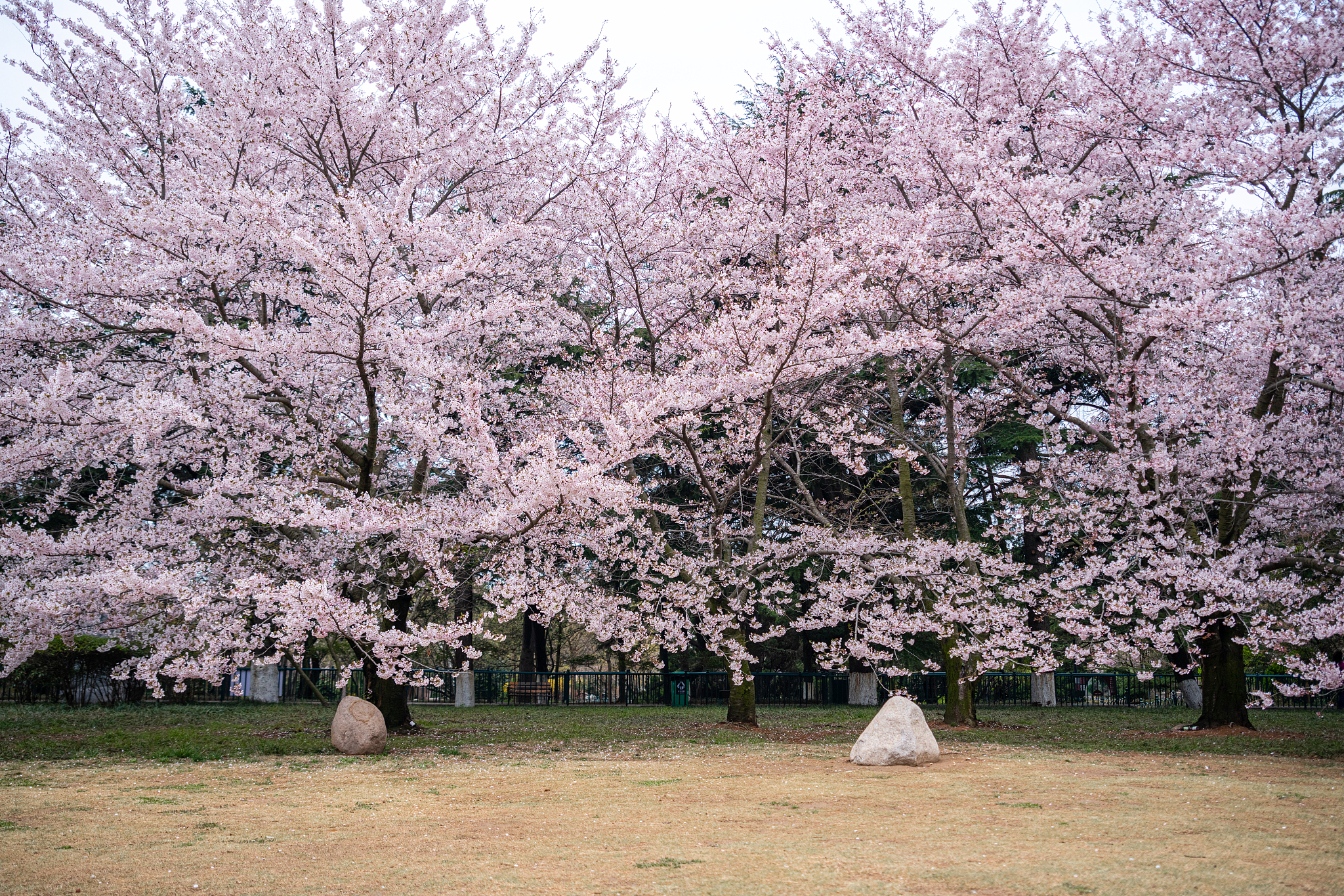 樱花树下的游客络绎不绝,可欣赏到满树盛开的樱花和感受春天的气息.