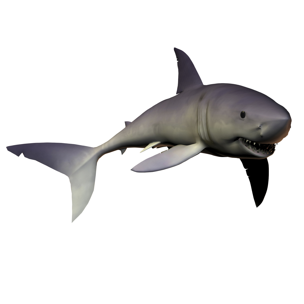 灰鲭鲨不管在大白鲨中而言,或是和其他海底生物对比,全是一个当之无愧