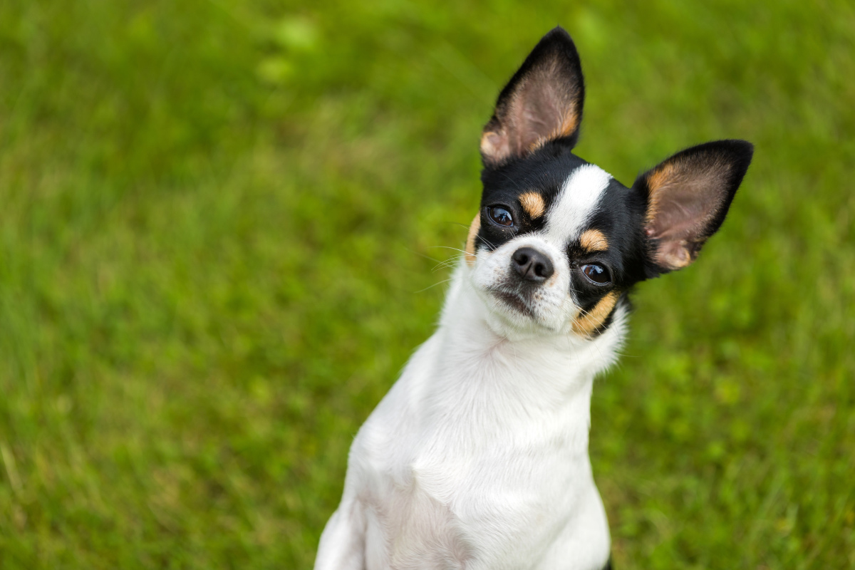 小鹿犬 不只是萌宠