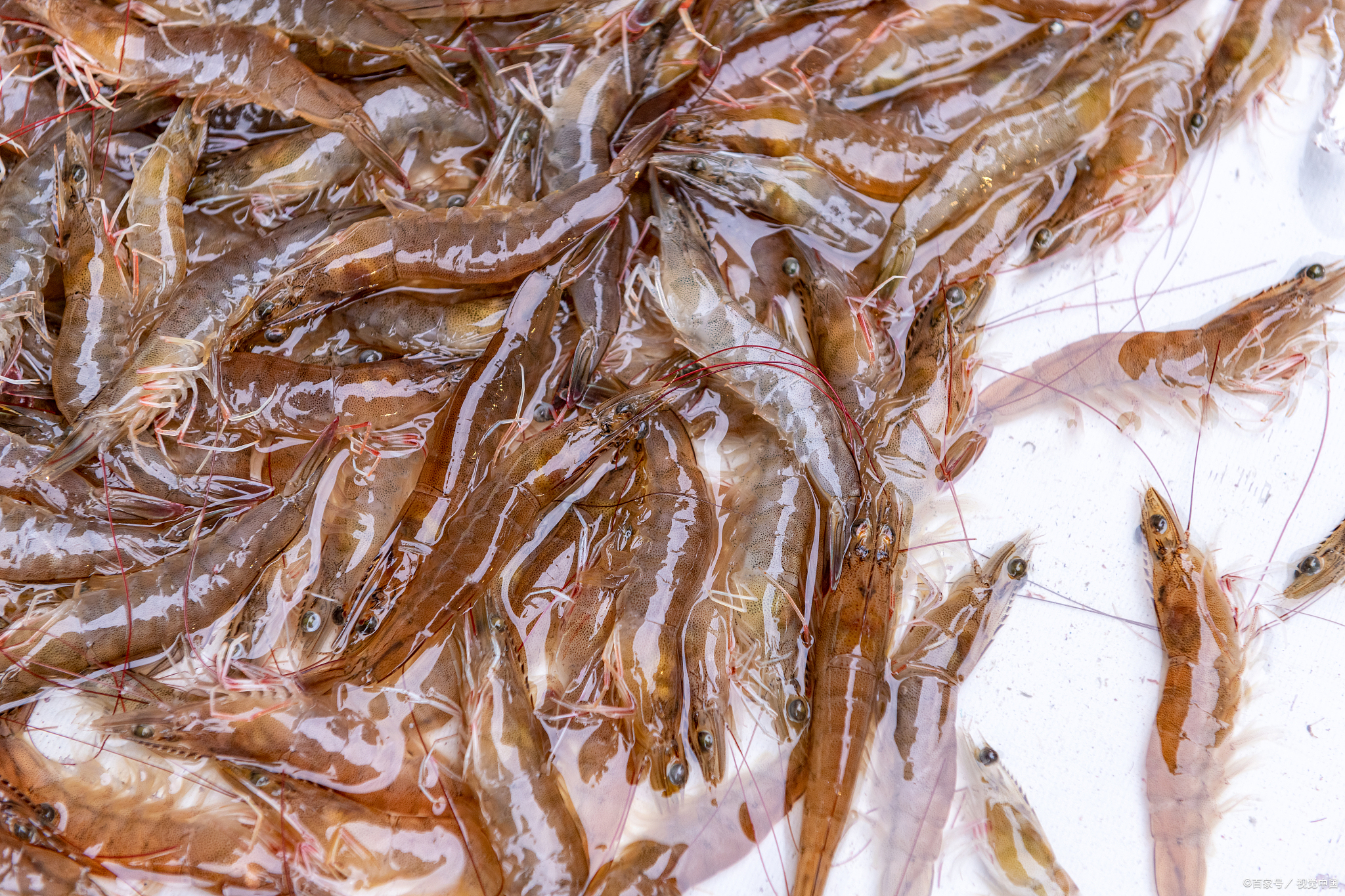 活虾早上买晚上煮怎么保鲜?