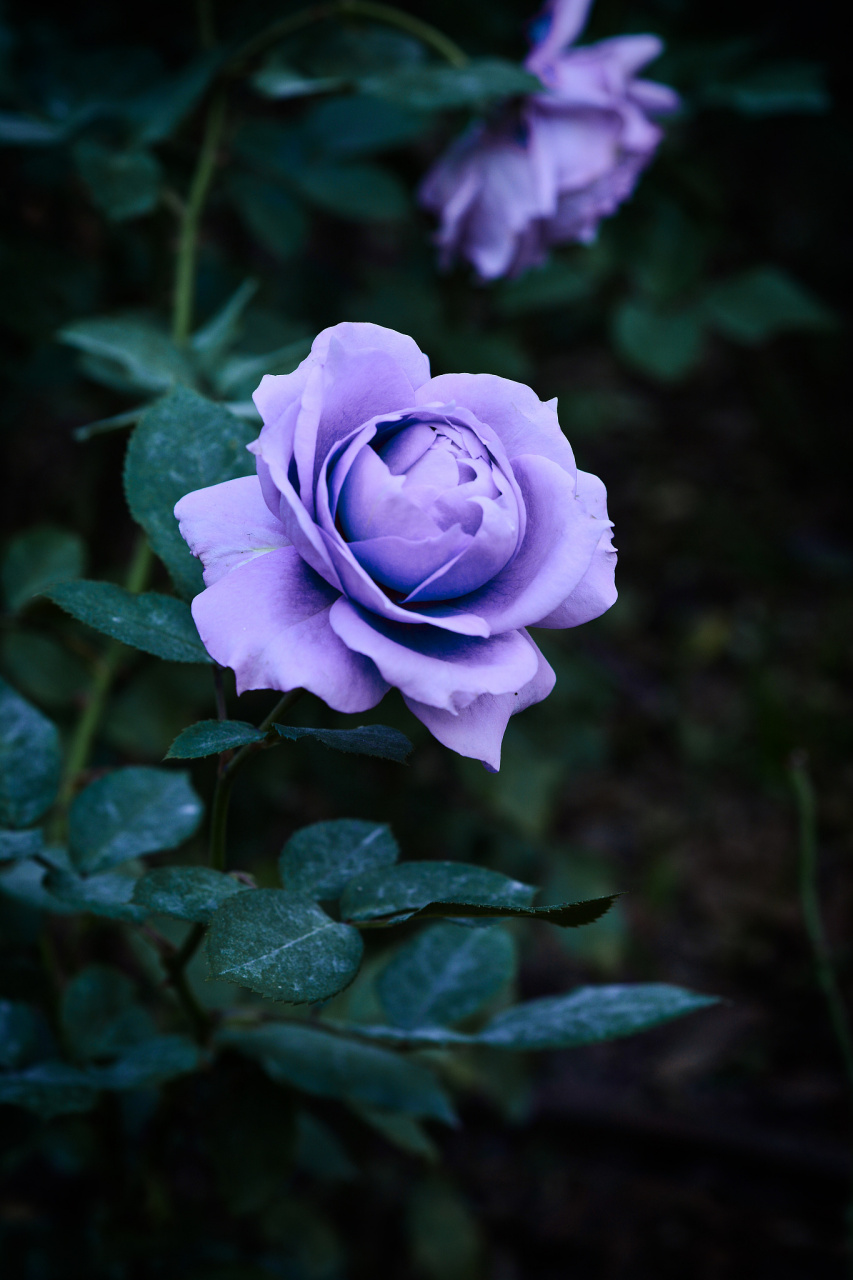 蓝色阴雨月季这种美丽又略带神秘感的花卉,养殖它确实需要一些细心和