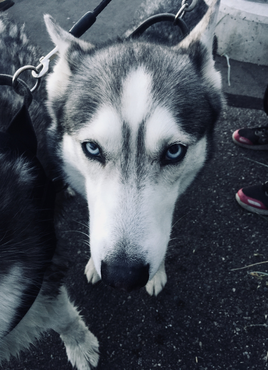 二毛,我家的哈士奇宝贝!