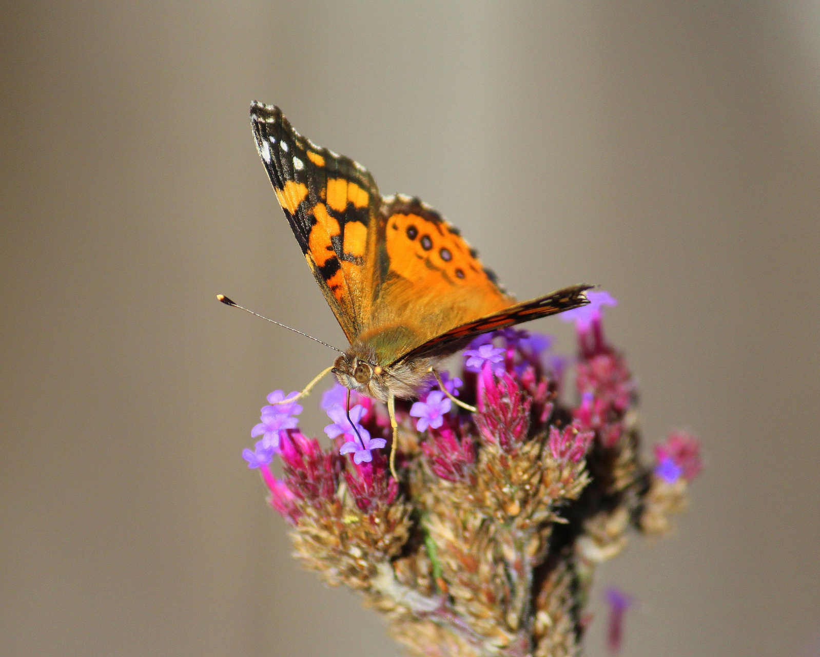 动态连更挑战# #云南金平近亿只蝴蝶大爆发# 云南蝴蝶大爆发是指在