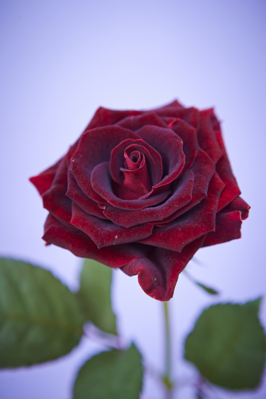 法兰西:属于红玫瑰系列,在国内市场非常受喜爱.