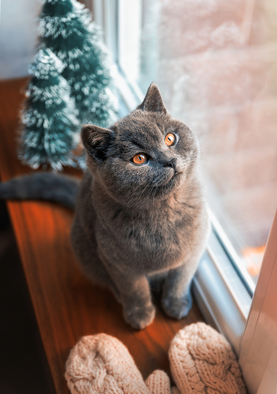 作为一只猫奴,我一直很好奇我们家的蓝猫是否真的对我们这些主人有