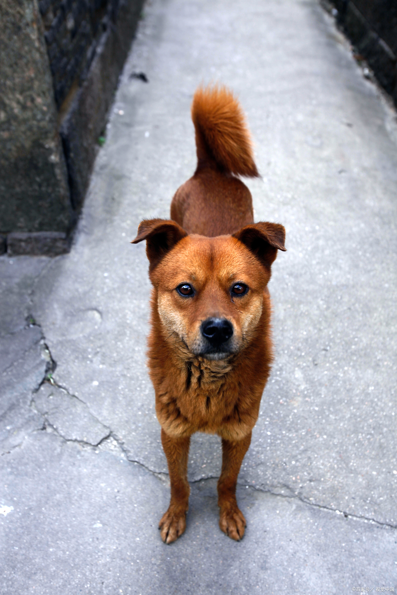 从江土猎犬图片