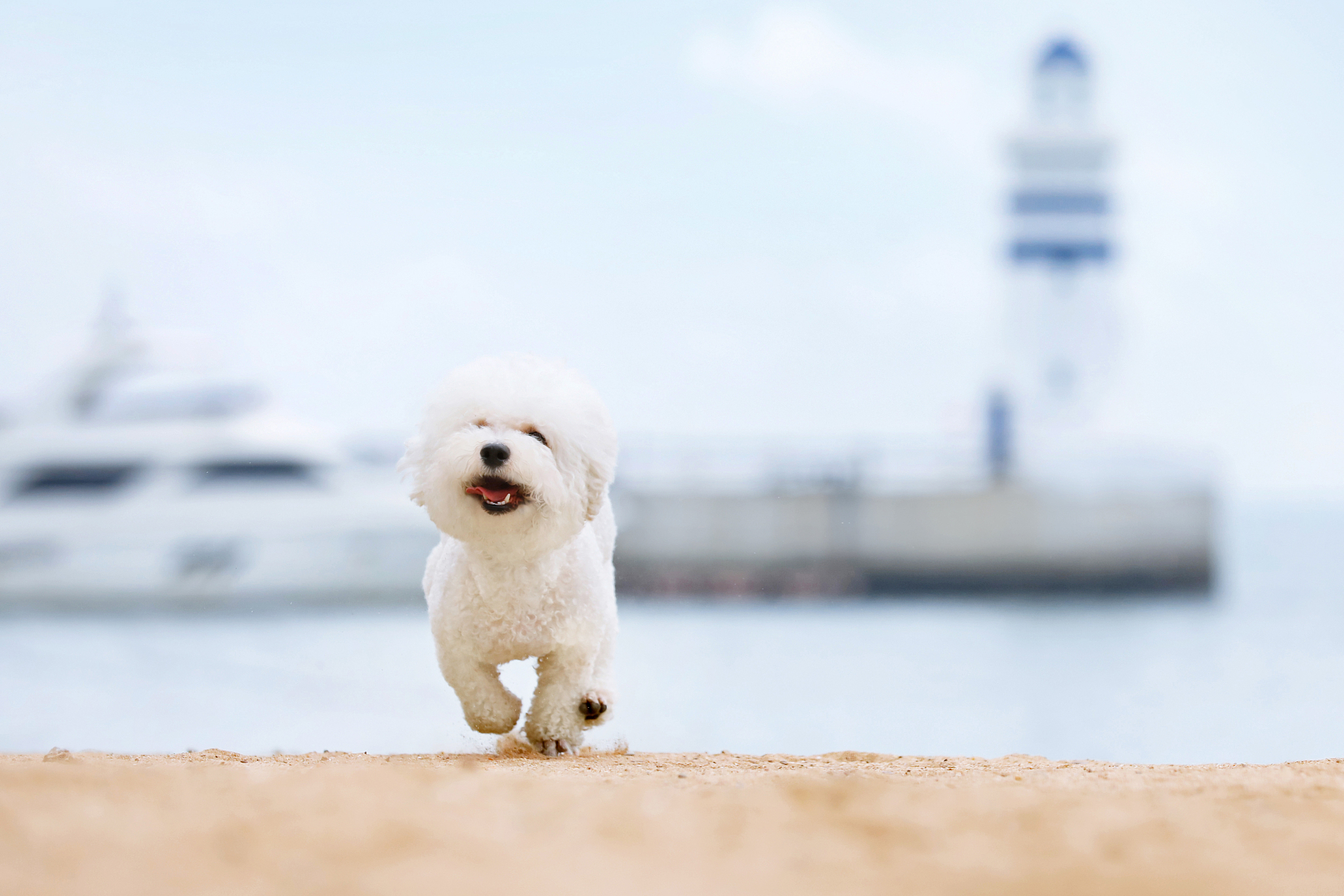 壁纸比熊犬横屏壁纸4k全屏电脑比熊电脑高清壁纸萌宠比熊电脑壁纸可爱