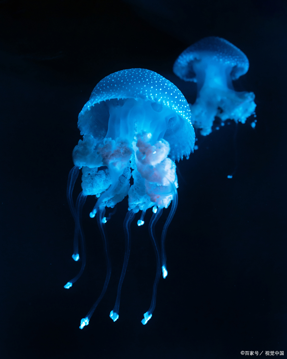 水母是腔肠动物