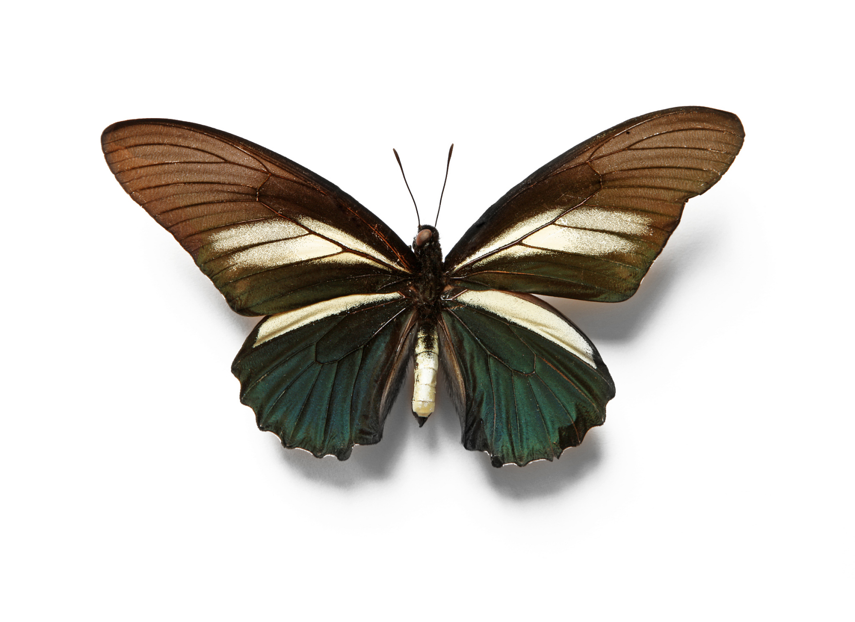 03 这些"戏精"蝴蝶的翅膀上长满了戏精的斑纹,简直就像是有毒蝴蝶的