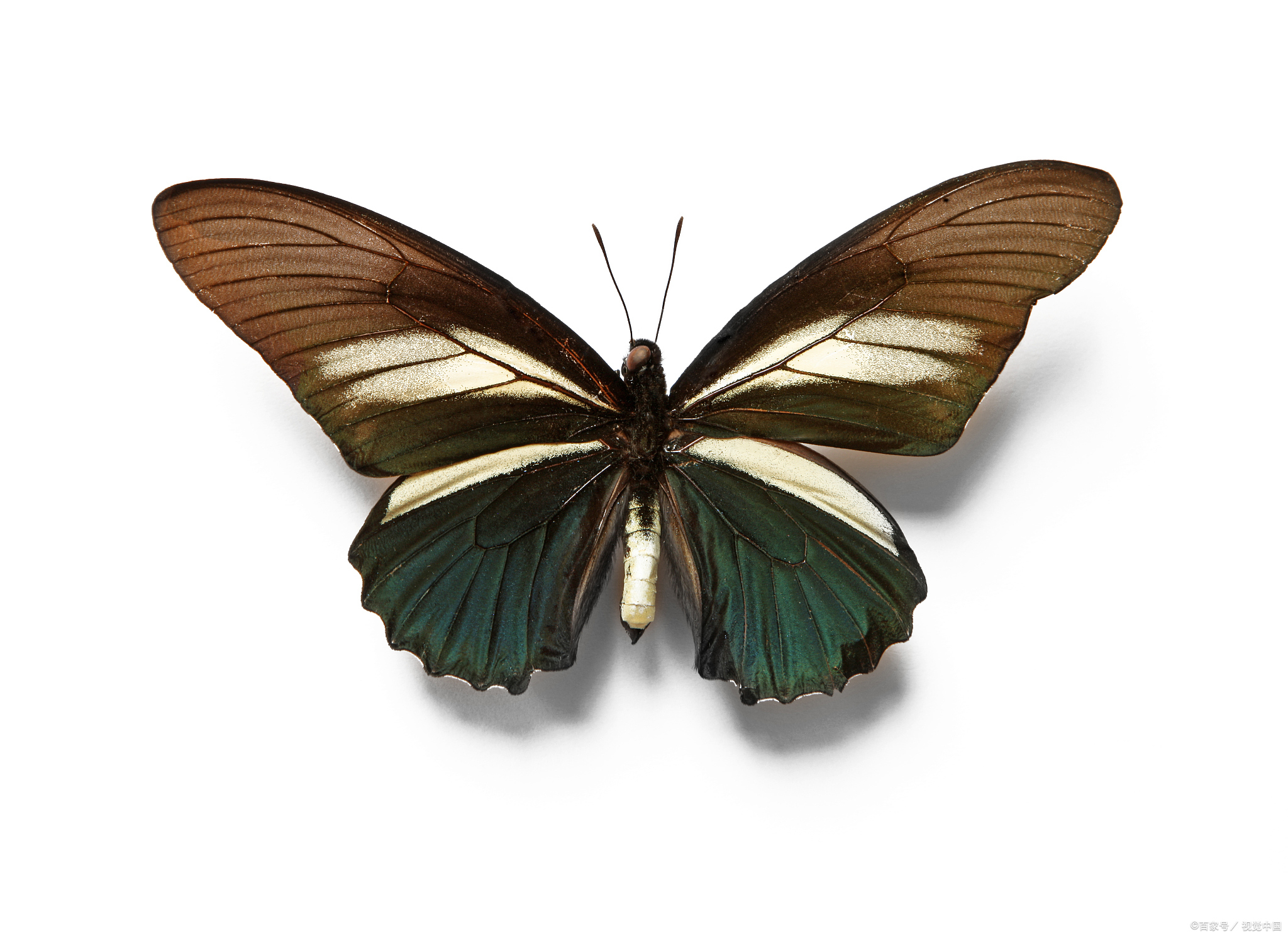 蝴蝶的外形特点和生活特征