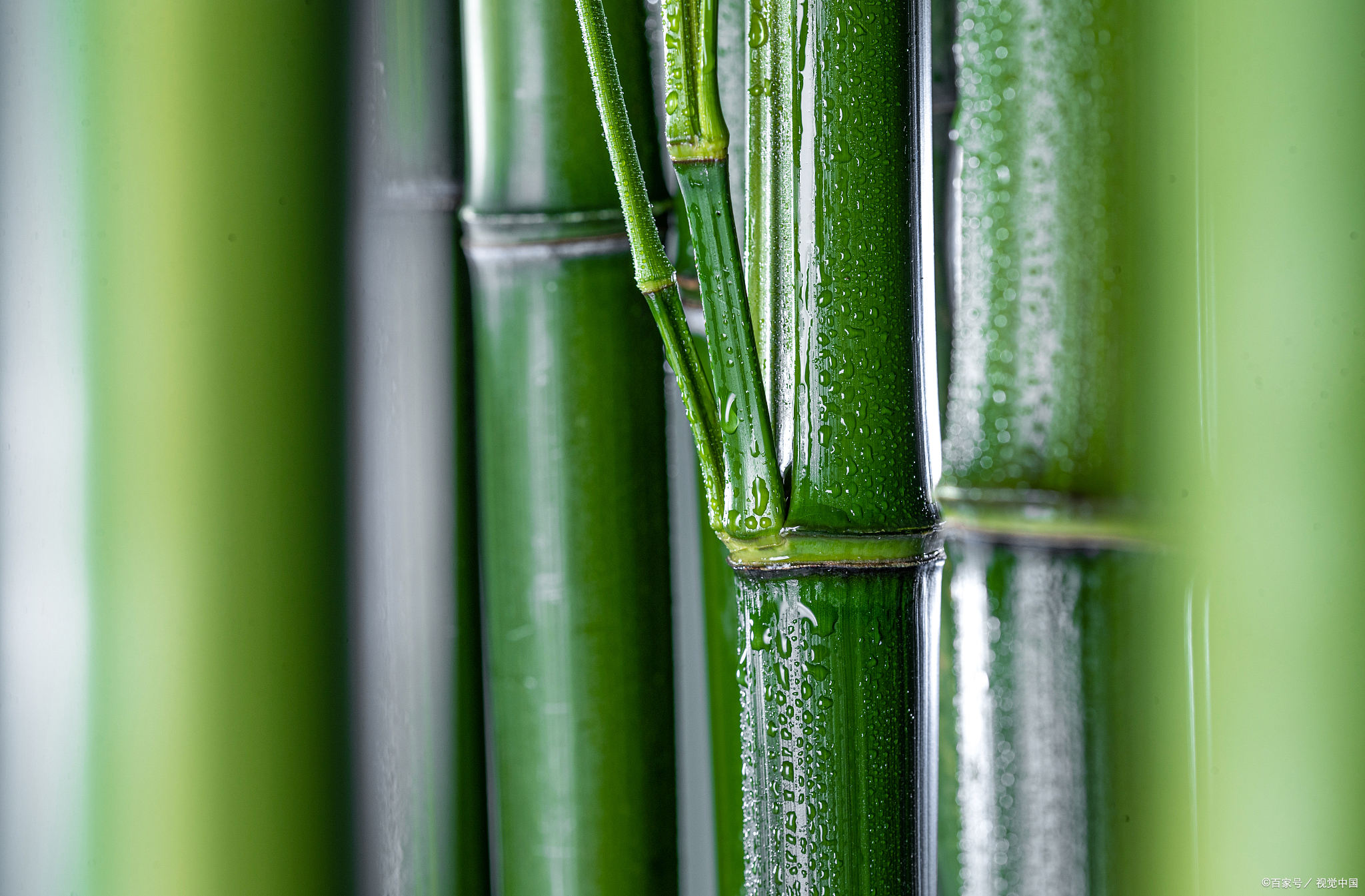 筇竹养殖指南:打造优雅生态园林的秘诀