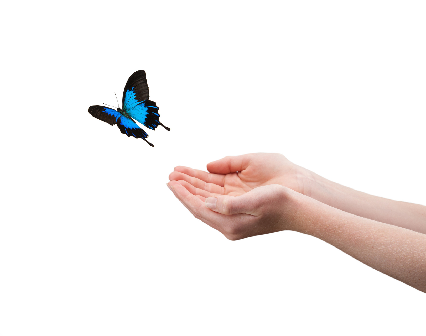 傍晚的蝴蝶,轻落在我指尖跳舞,又离去了.