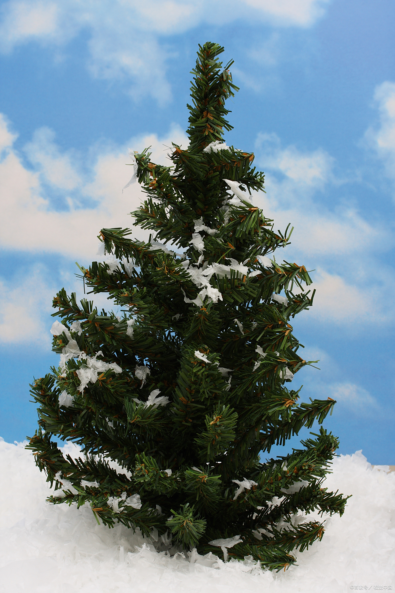 雪松是什么香味?