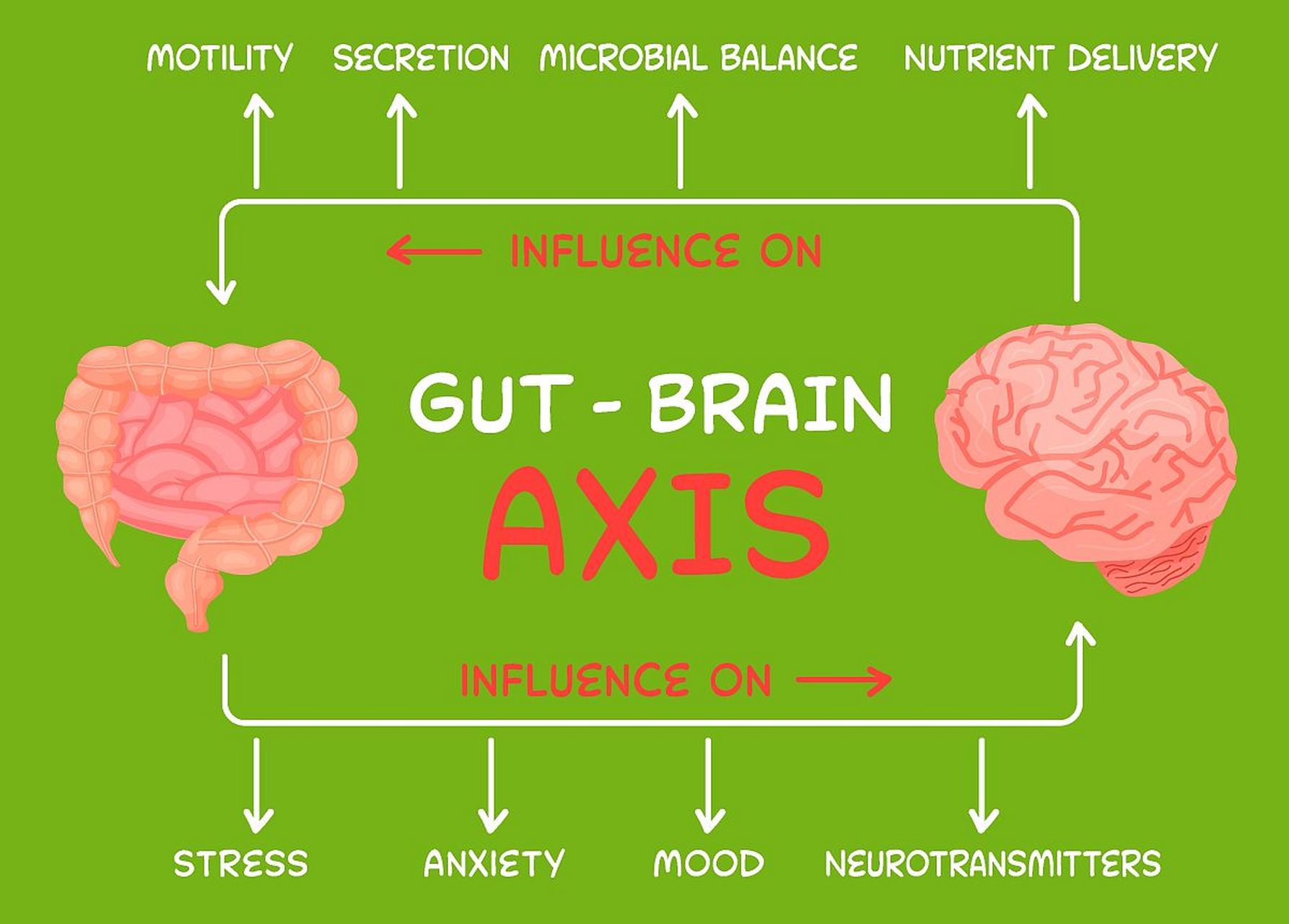 肠脑轴(gut-brain axis)是指连接着人体肠道和大脑之间的相互作用通道