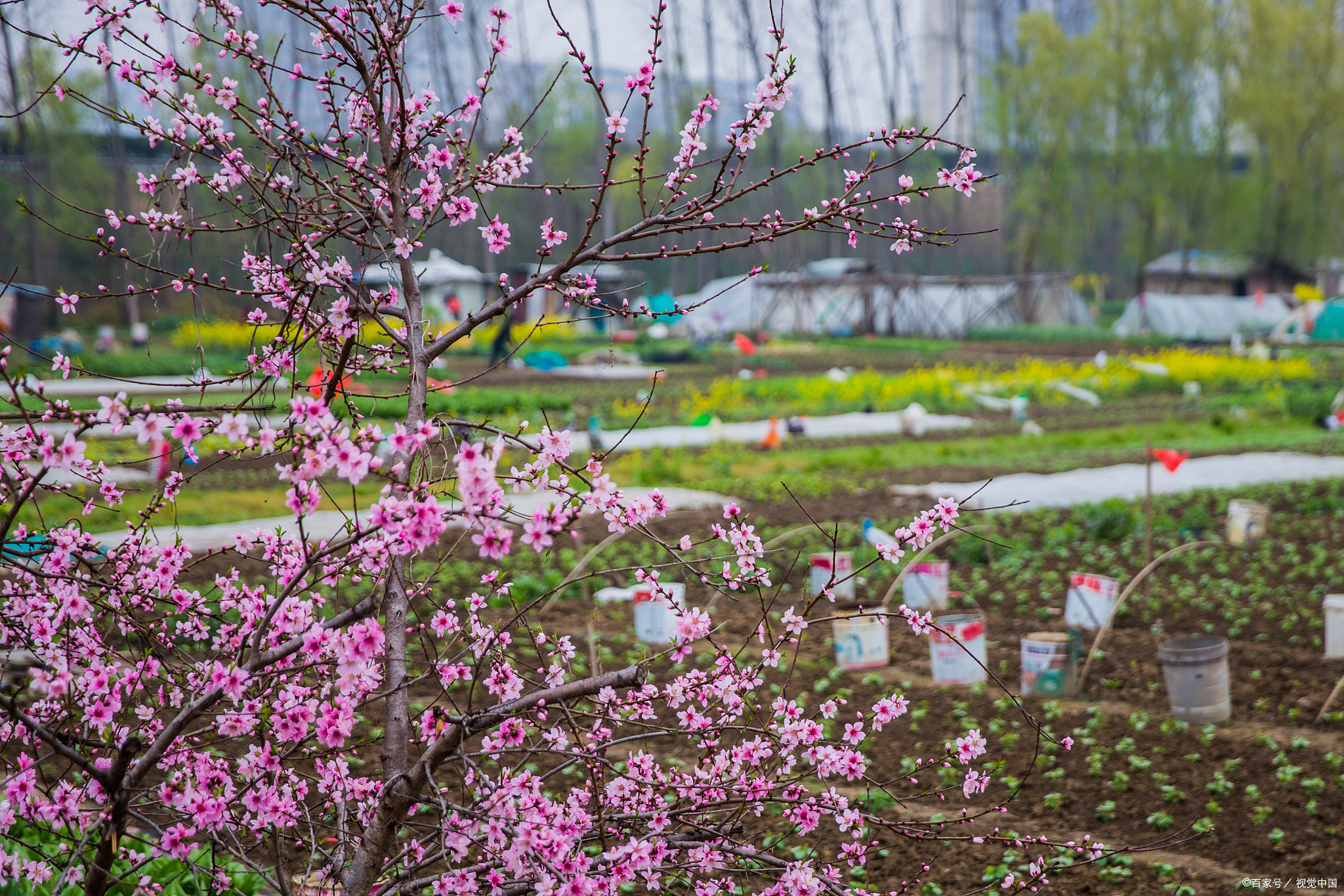 春天树木花草美景图片图片