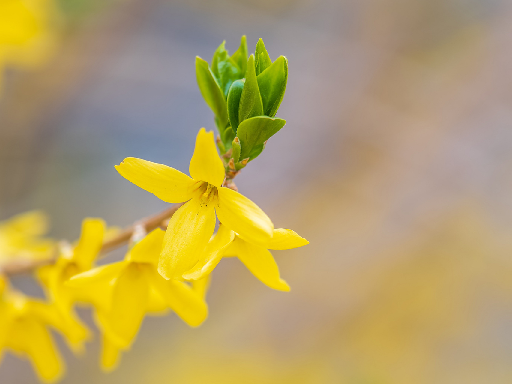 连翘是一种落叶灌木,原产于中国华北,华中和华东地区,花黄色,观赏价值