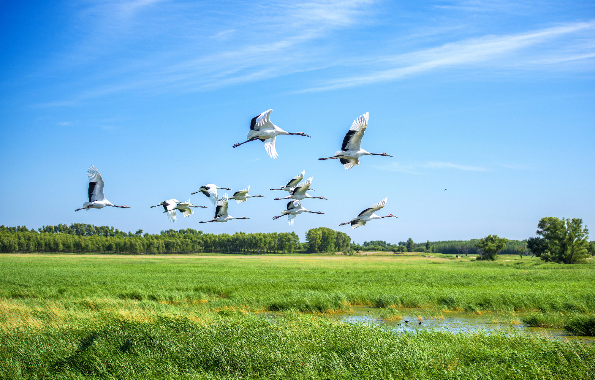在吉林省白城市通榆向海自然保护区,有一处非常漂亮的景观,叫做:鹤舞