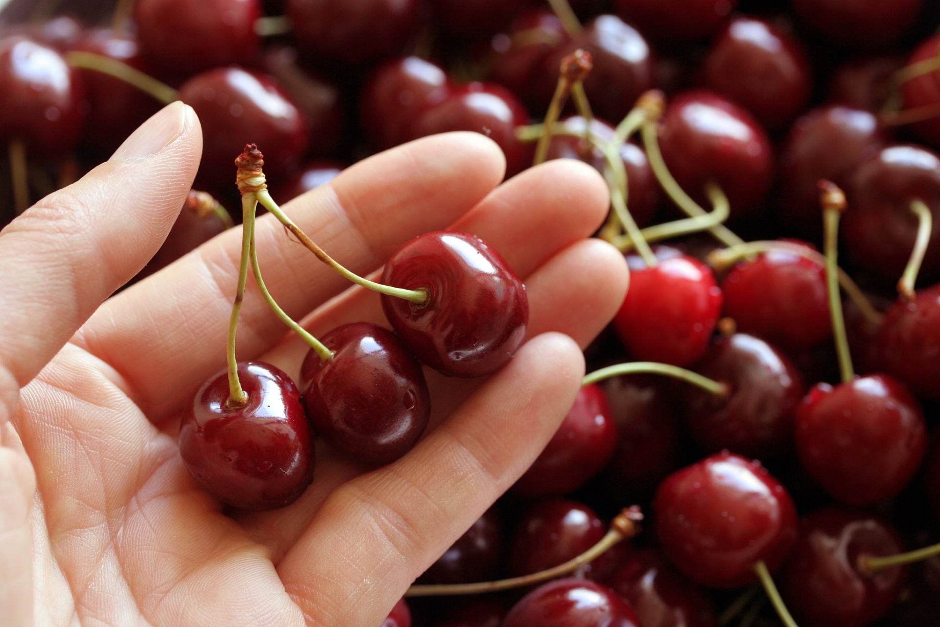 车厘子(英文:cherries)是一种美味的水果,是上市最早的一种乔木果实