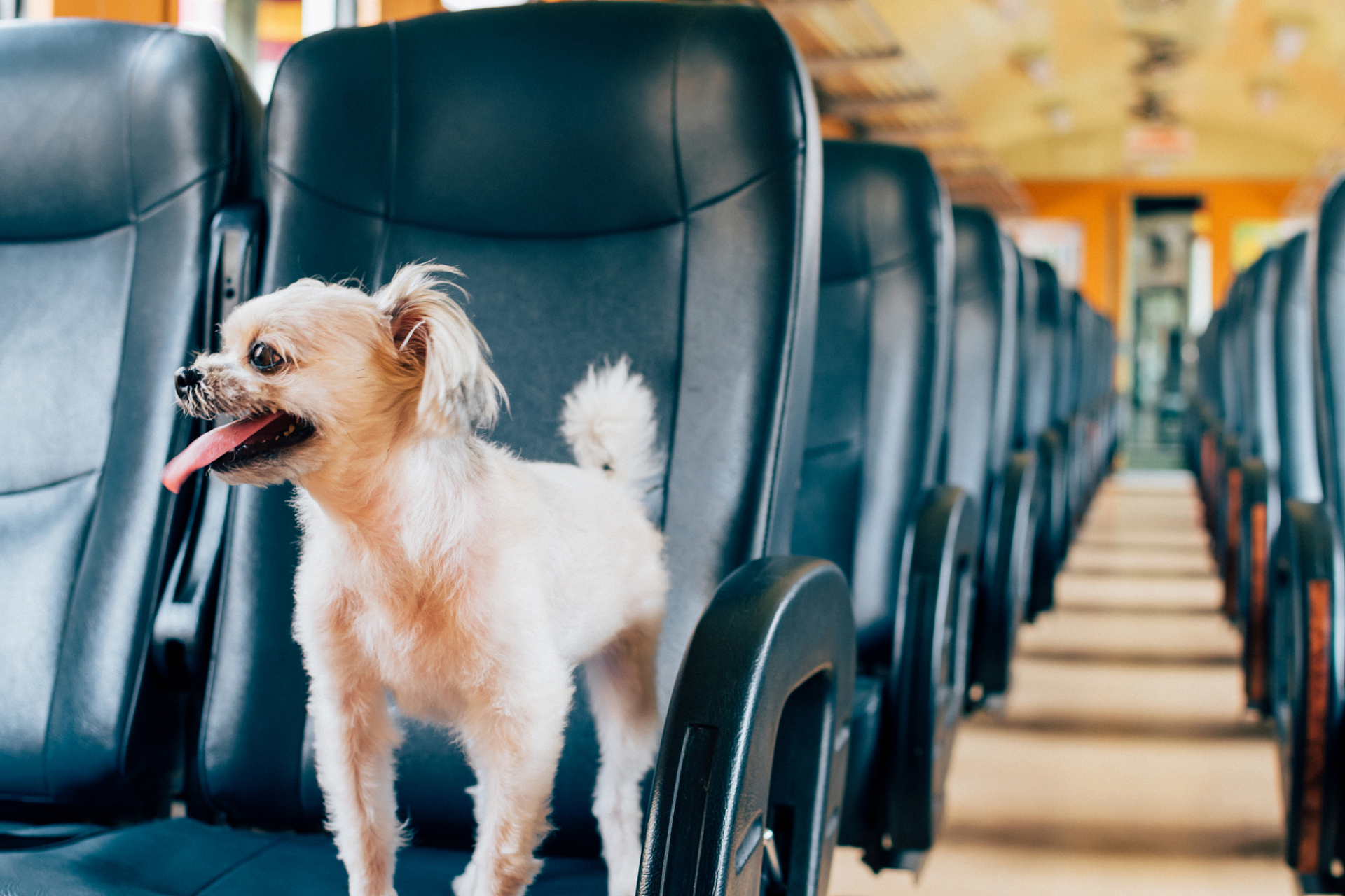 近年来,高铁上宠物陪伴出行的现象逐渐增多,这无疑为宠物爱好者们