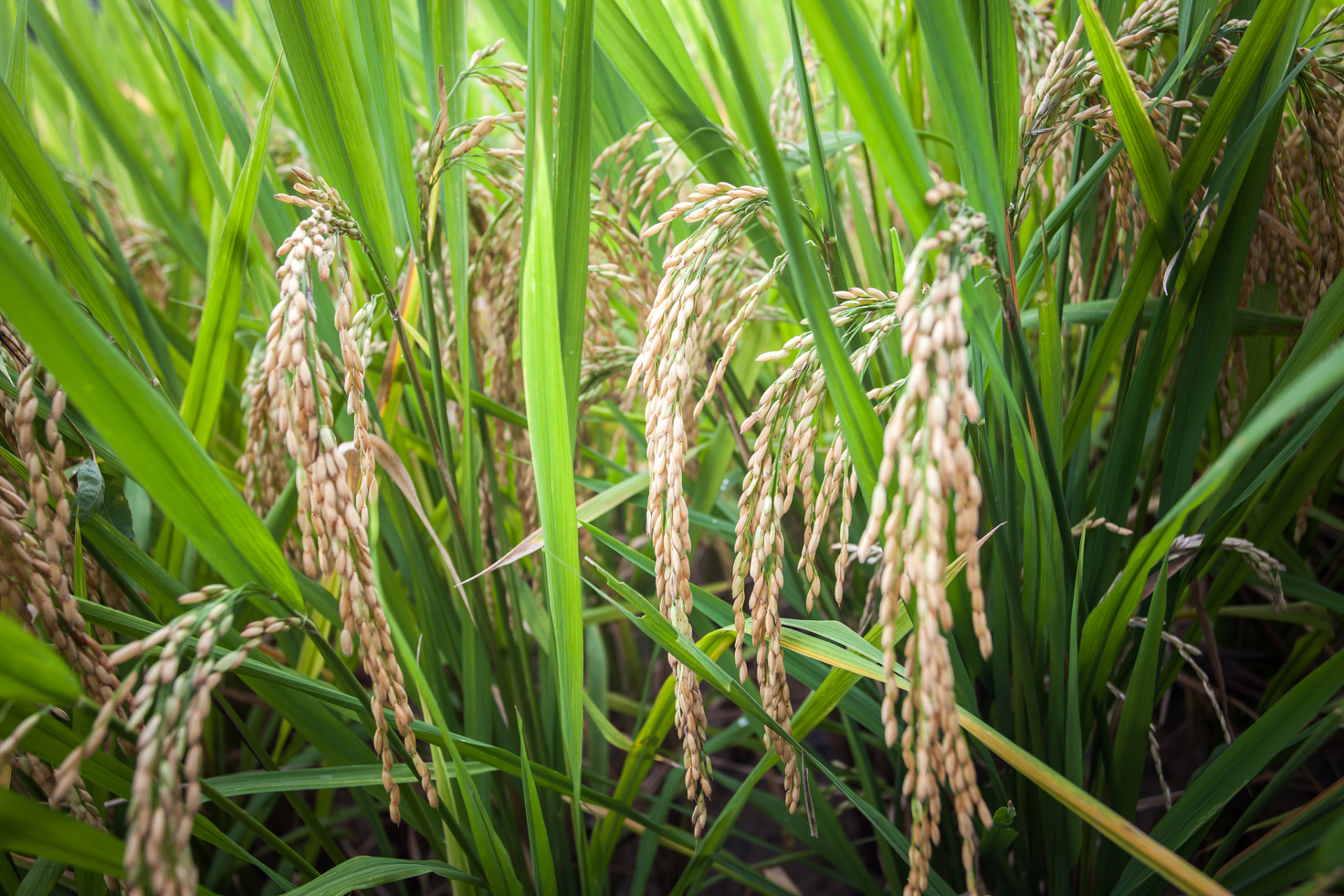 军育10号水稻在生长过程中表现出良好的适应性和抗逆性,能够在不同