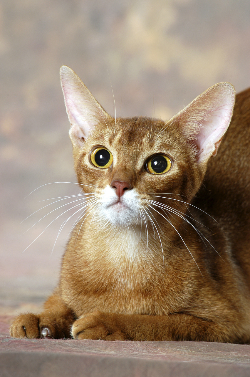 东方猫,又称暹罗猫,是一种著名的小型家猫品种.