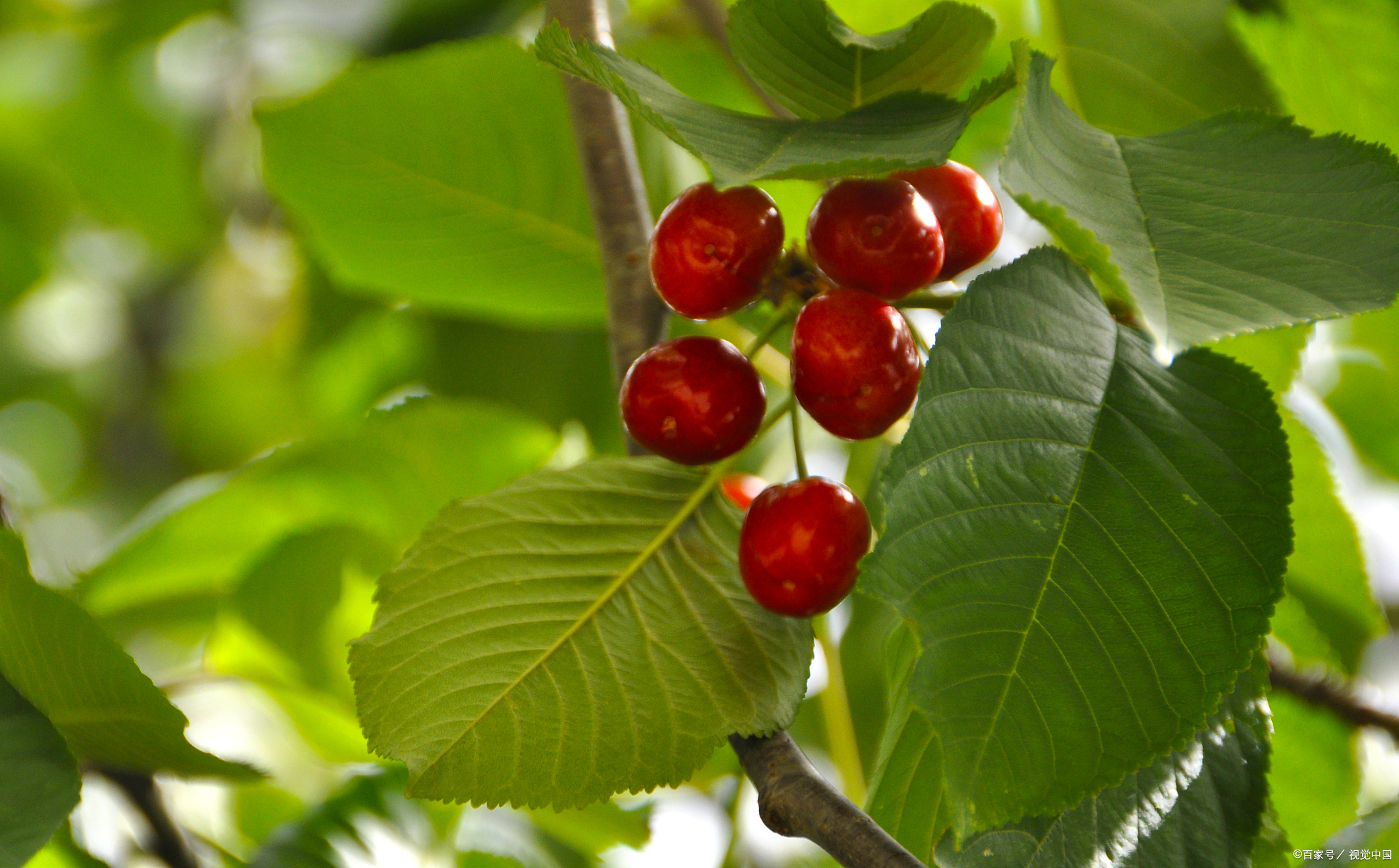 樱桃树的养殖方法和注意事项