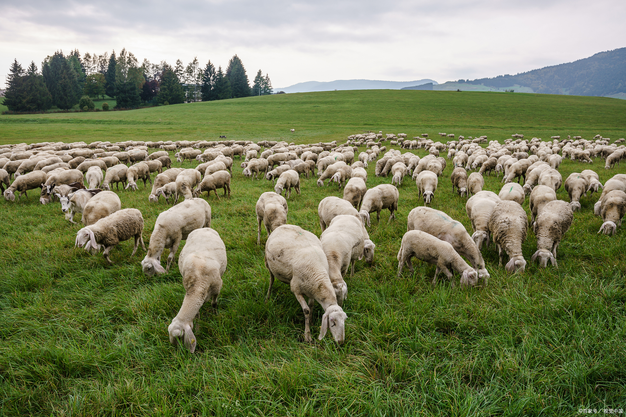 动态连更挑战# 羊群效应是指跟随大多数人的行为和思维方式以获取