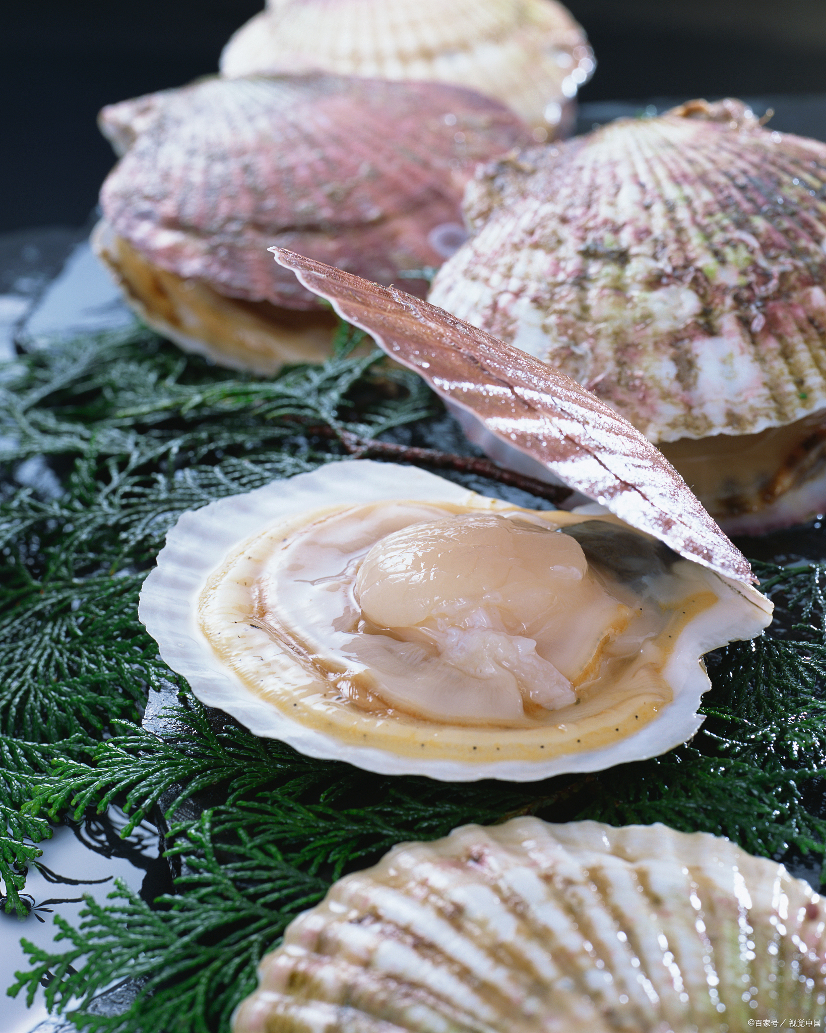 海鲜界的"小鲜肉"还是"伪装者"?美食君带你揭开真相