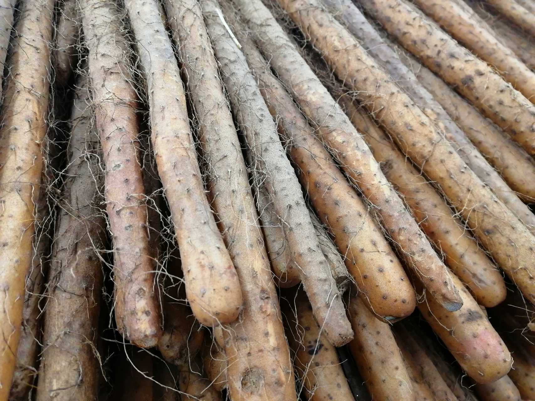 淮山,又称铁棍淮山,源自中国,营养丰富,质地优良,是药食两用的滋补