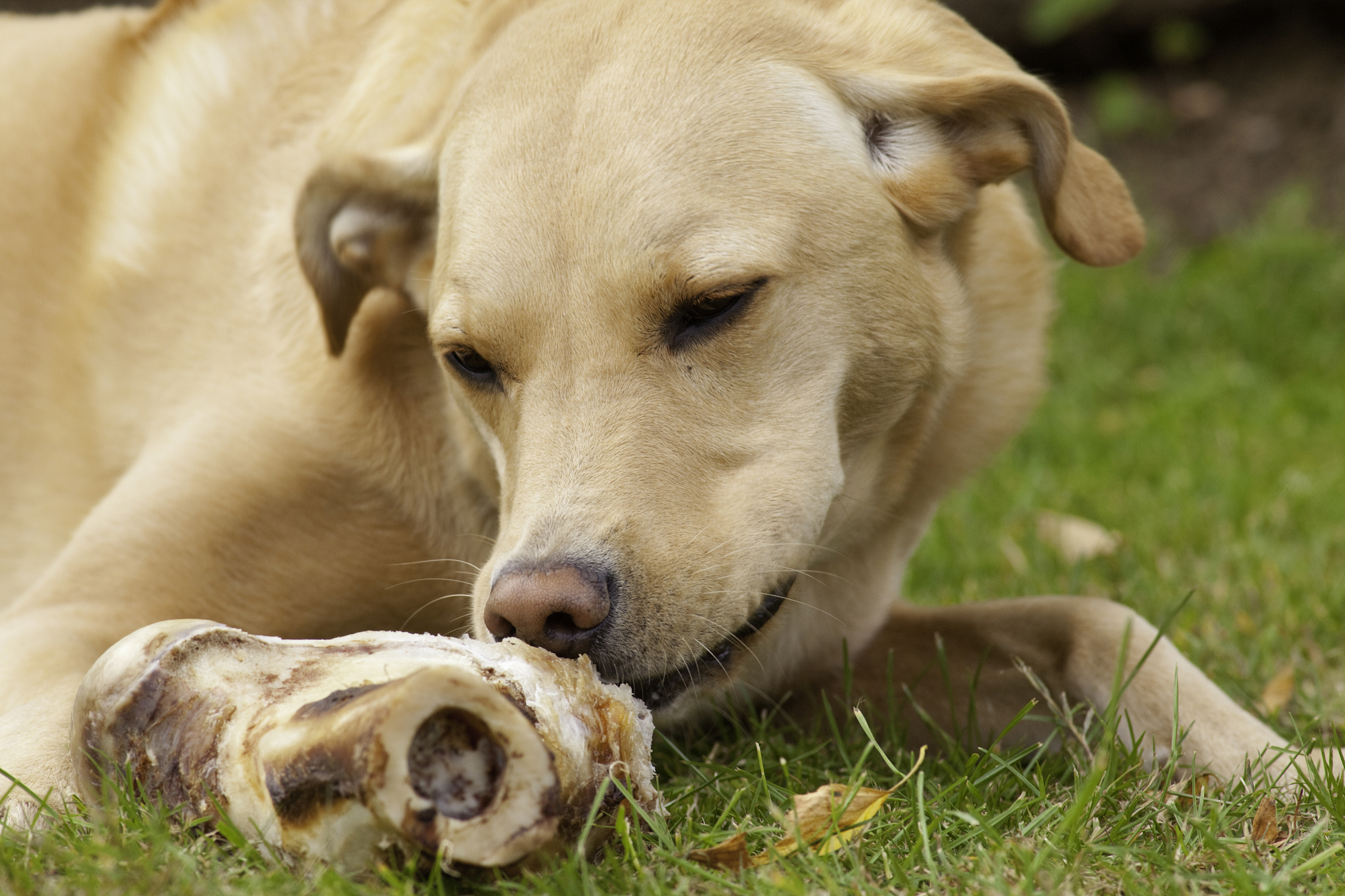 狗为什么喜欢吃骨头