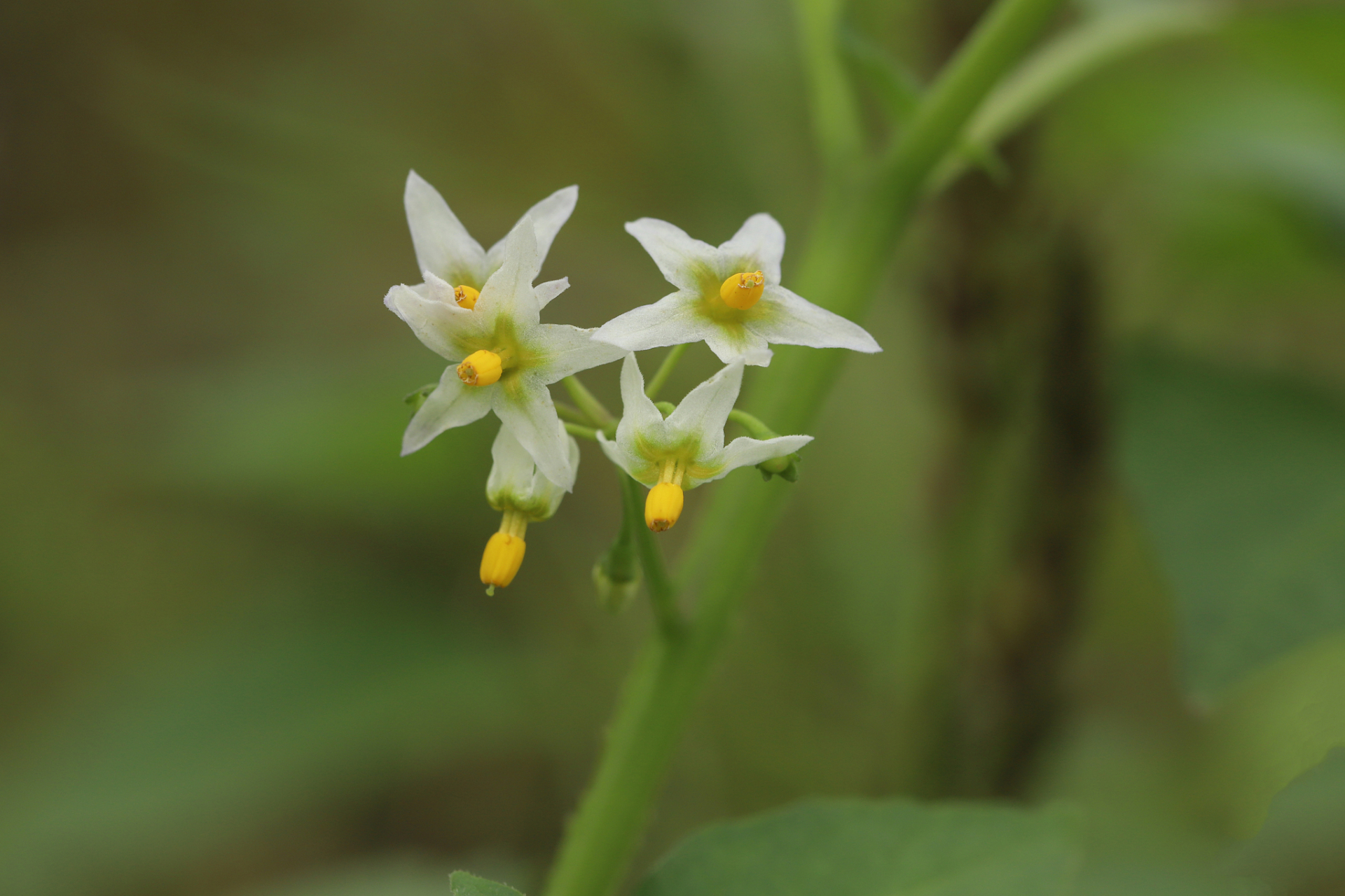 龙葵在我的家乡也叫白花菜,常见于乡野,果实味甘甜,嫩芽可做汤.