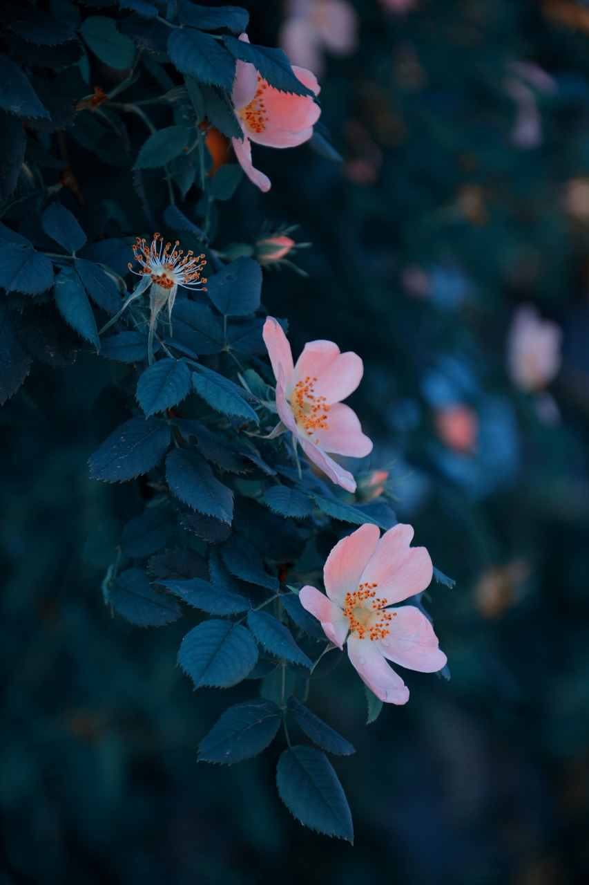 花朵图片大全 意境图片