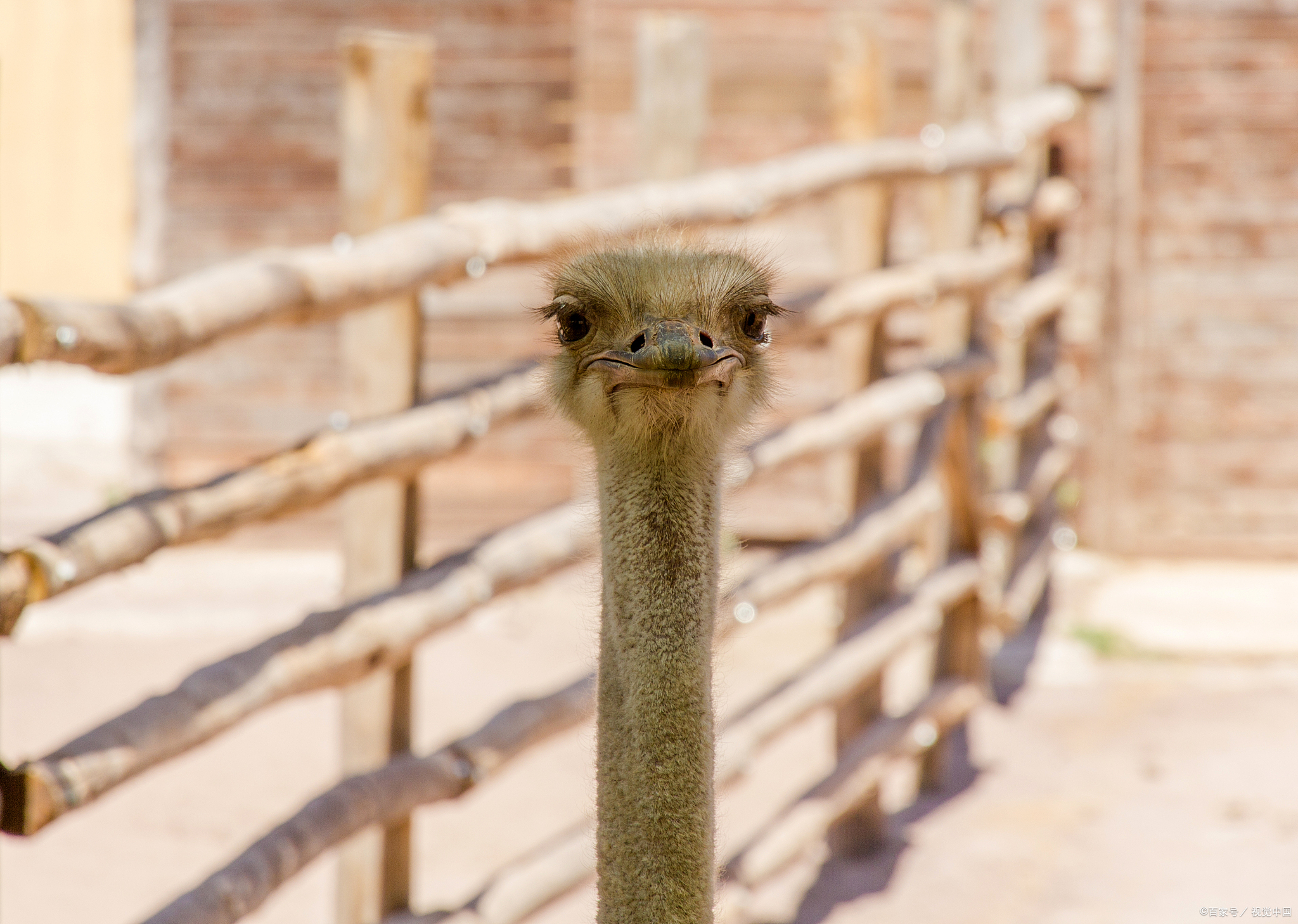 鸵鸟把头埋进沙子里有什么智慧