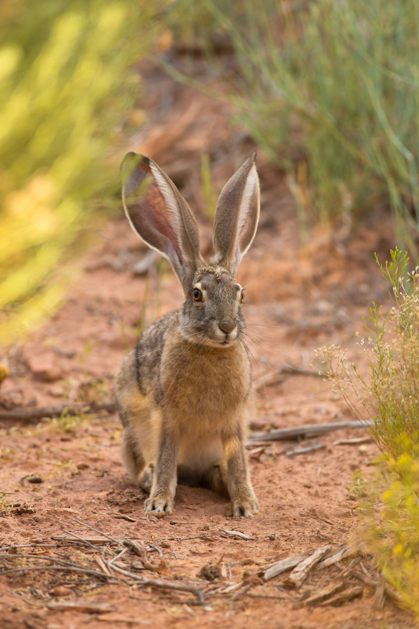 野兔养殖成为农民致富途径,选种,繁殖,改造荒山,饲养管理,疾病防控和