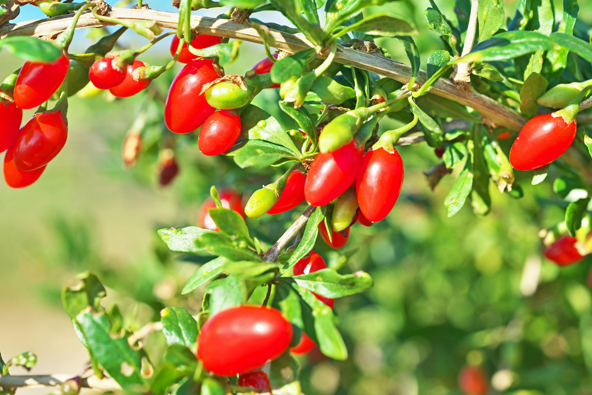 枸杞也叫串串红,多刺,形似蒺藜,耐寒抗旱,多见于荒