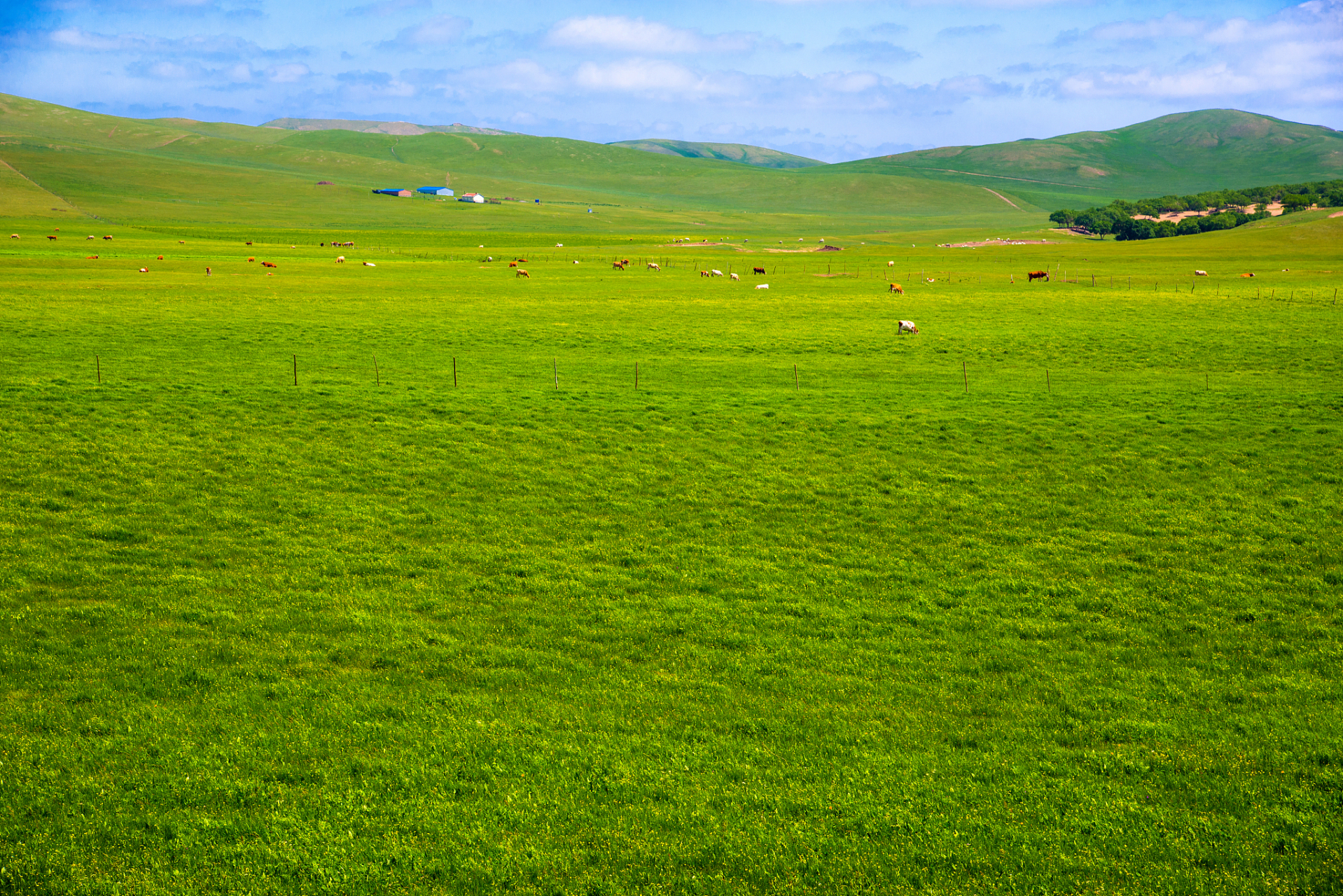 夏日闪光旅行家# 辉腾锡勒草原,被誉为"九十九泉"的草原,夏日里泉水