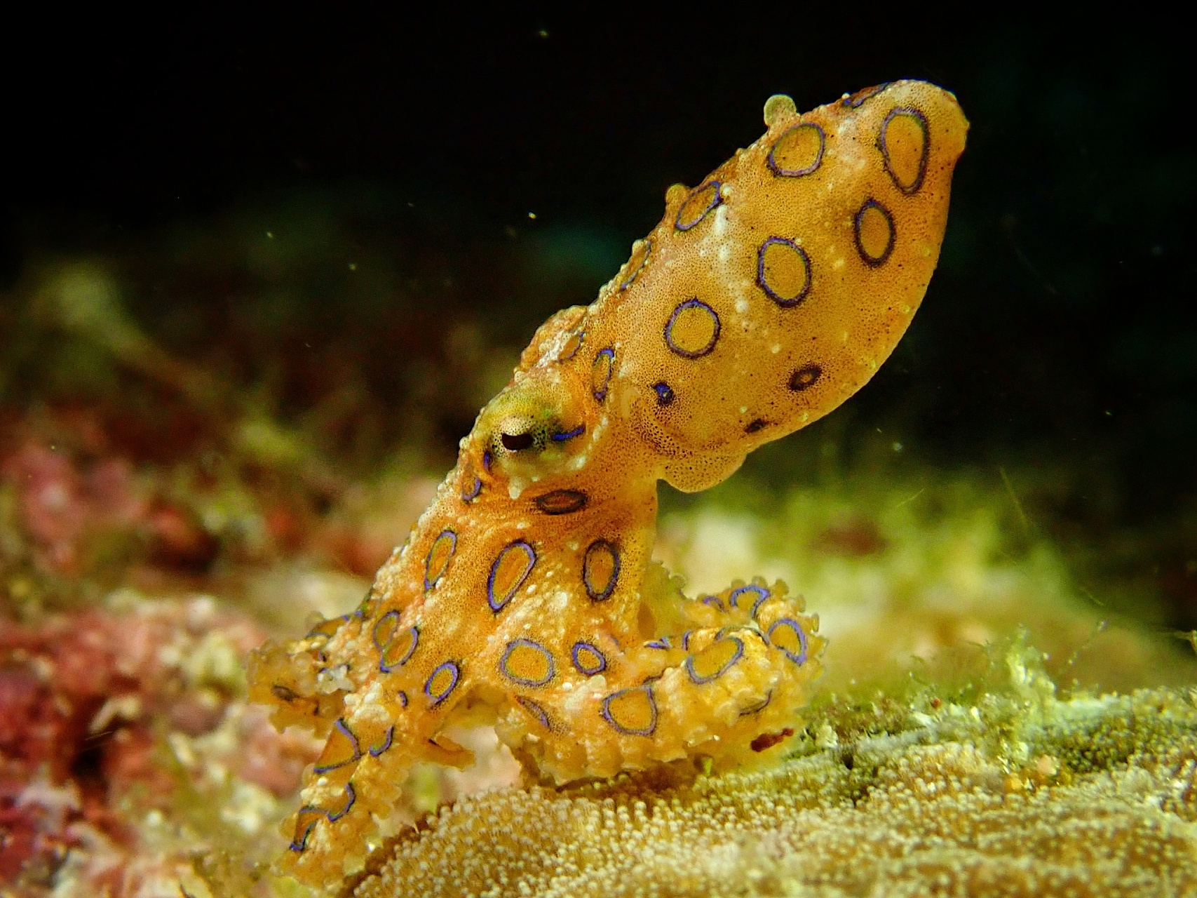 蓝环章鱼是一种很危险的生物,其体内含有一种剧毒物质——大王乌贼