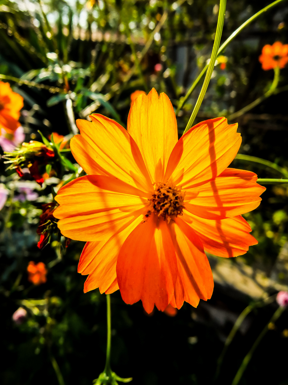 每一朵花的绽放都是自然的诗篇,它们美丽而坚韧地诠释着生命的意义