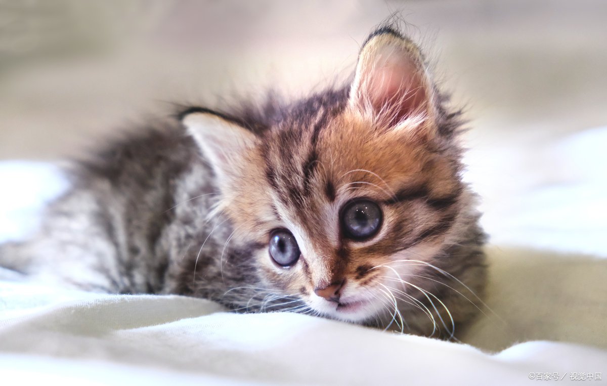 猫三联每年都要打吗?超80%的猫根本不用每年打!