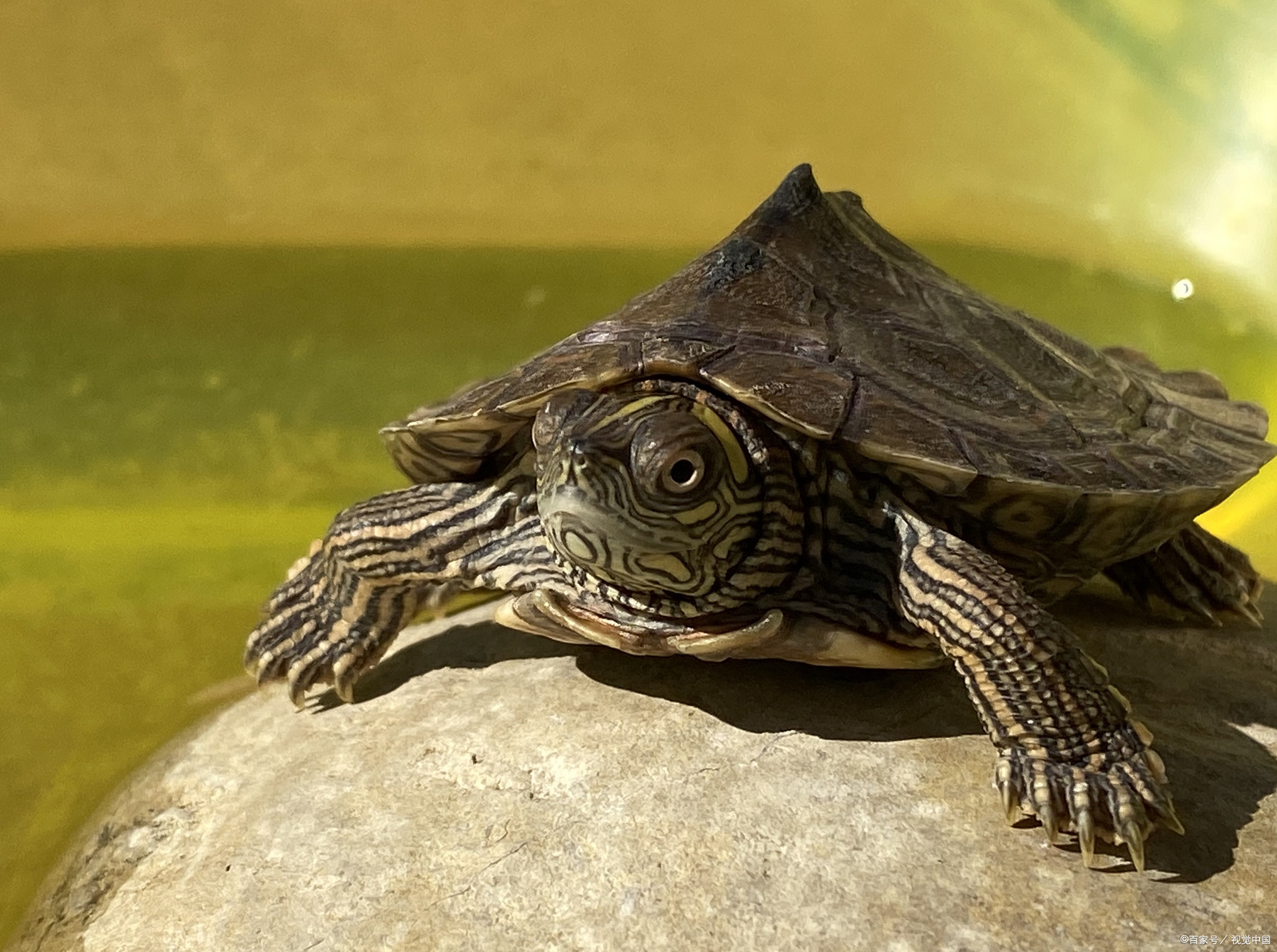 王八和甲鱼的区别