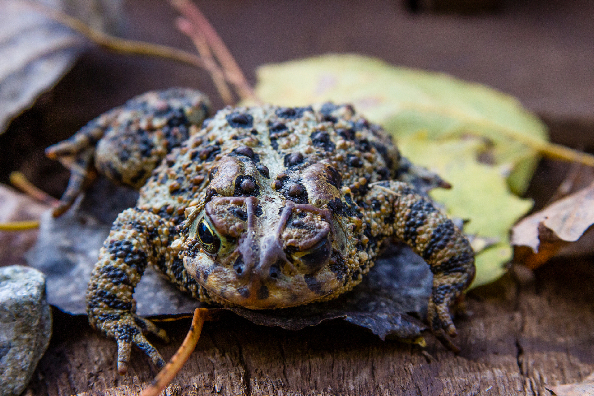 角蛙是一种迷人的宠物,其鲜艳的颜色和可爱的外观让人们很容易就被