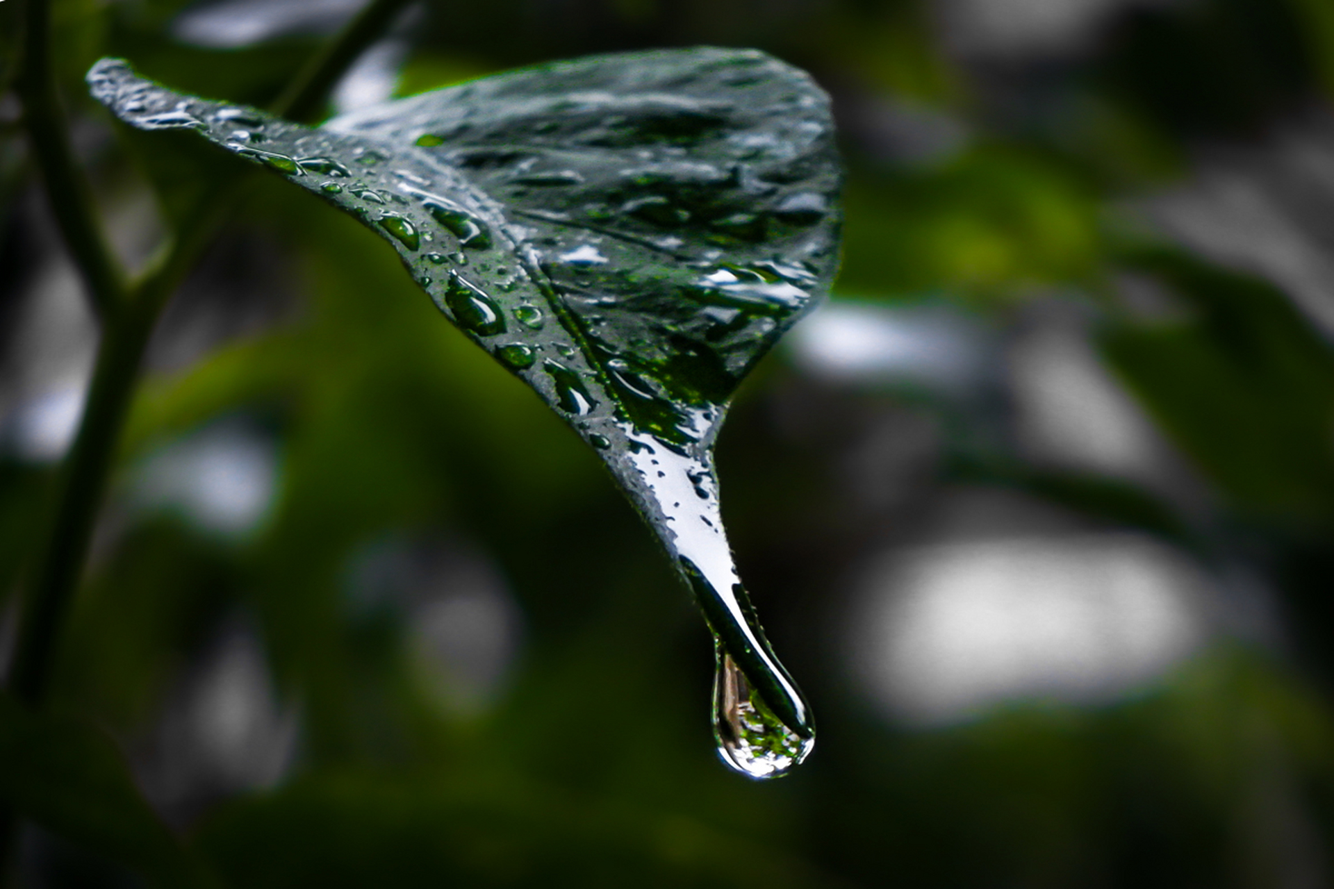 小雨淅淅沥沥图片