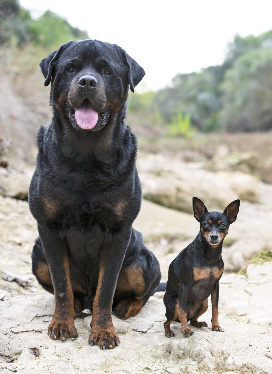 "从德国到你的家:发现罗威纳犬的魅力"   96 朋友们,你们是否曾经被