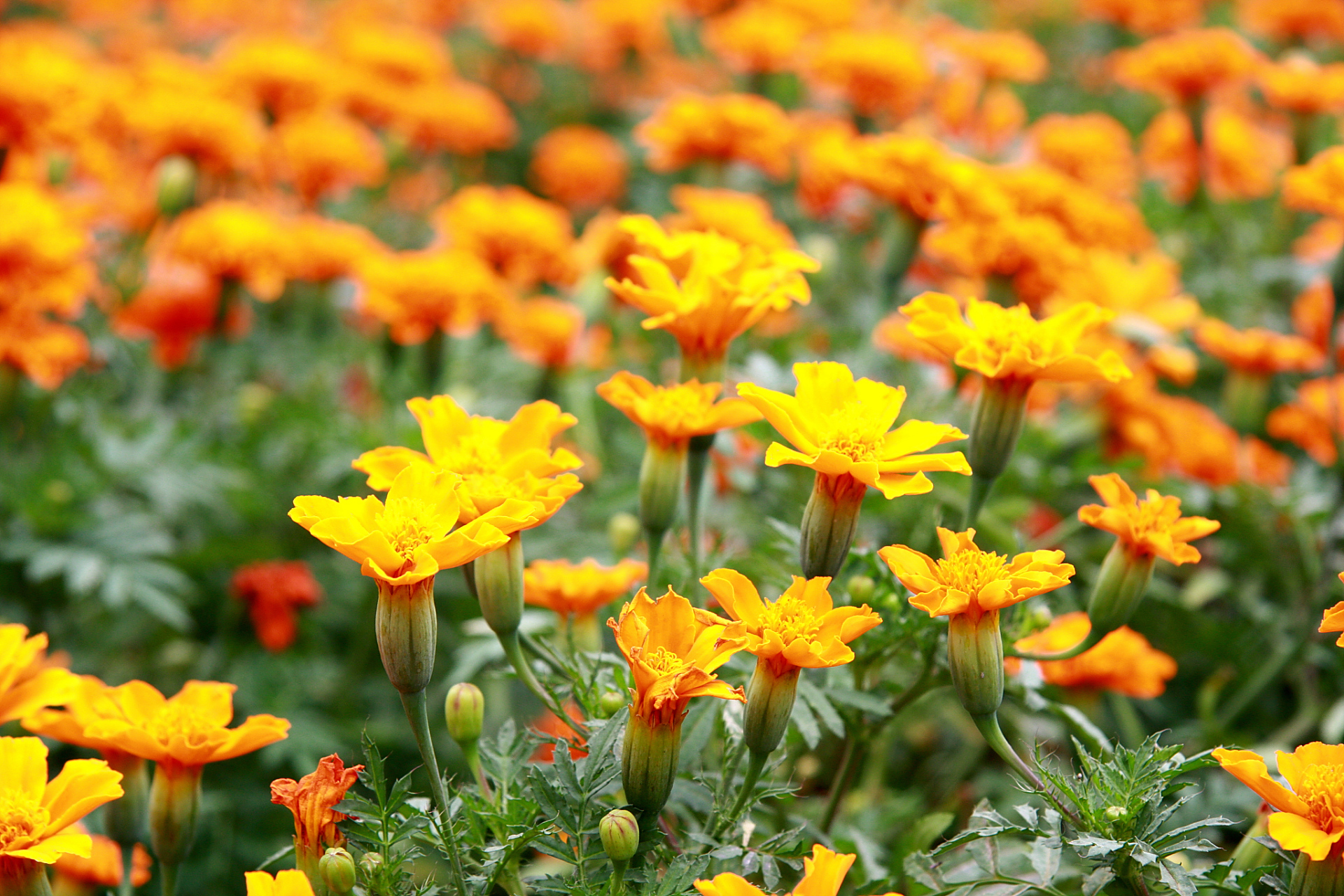 初秋时节菊花香,梁平硫华菊全面绽放,朵朵俏丽花朵,汇成一片海洋,美不